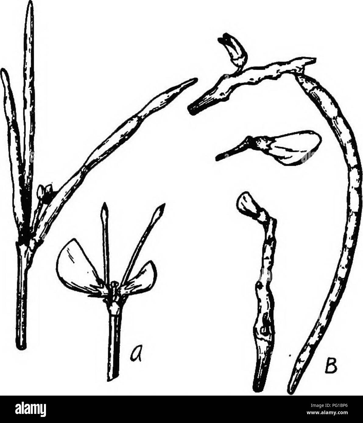 This reference book discusses the botany of key crop plants such as the ...