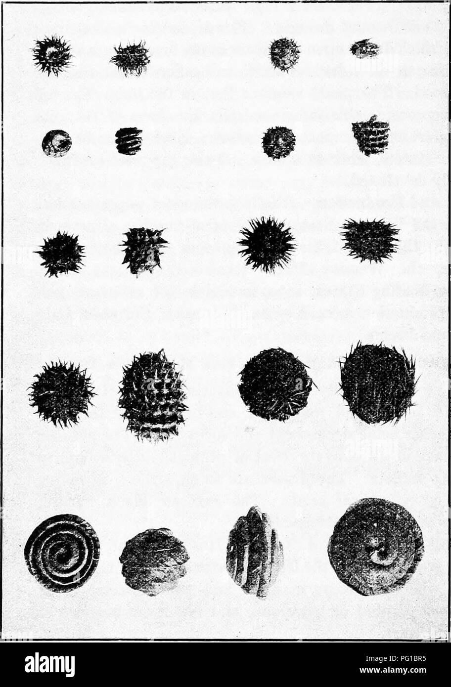 . The botany of crop plants : a text and reference book. Botany, Economic. 45° BOTANY OF CROP PLANTS. Fig. 189.—^Pods of 10 species of Medicago. Top row, M. arabica and M. hispida denticulata; second row, M. hispida confinis and M. hispida tere- bellum; third row, M. muricata and M. hispida nigra; fourth row, M. ciliaris and M. echinus; bottom row, M. scutellata and M. orbicularis. (After McKee and Richer, V. S. Dept. of Agr.). Please note that these images are extracted from scanned page images that may have been digitally enhanced for readability - coloration and appearance of these illustra Stock Photo