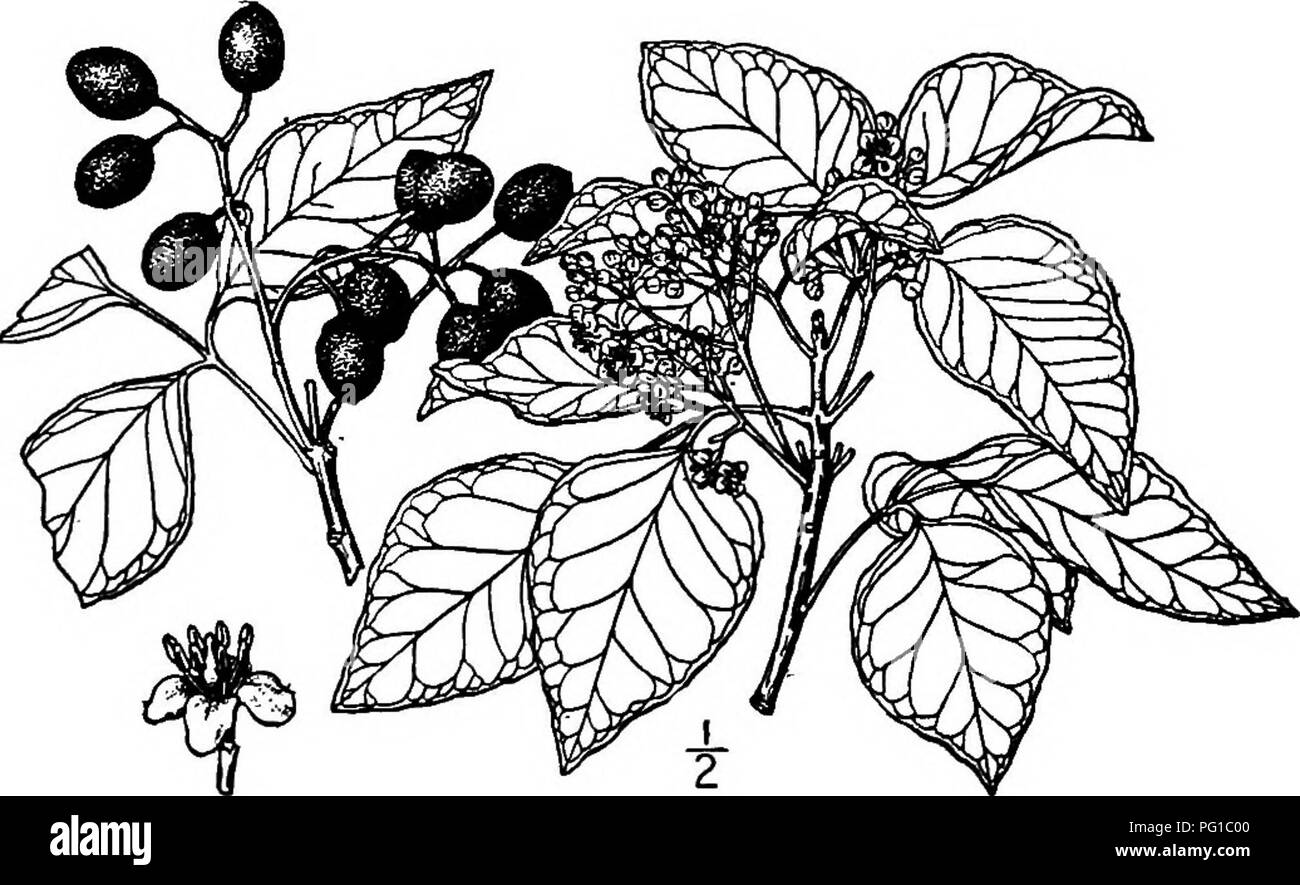 . North American trees : being descriptions and illustrations of the trees growing independently of cultivation in North America, north of Mexico and the West Indies . Trees. 576 The Torchwoods I. TORCHWOOD—Amyris elemifera Linnaeus Amyris tnaritima Jacquin This is a slender evergreen tree or shrub of sandy and rocky soil in southern peninsular Florida and the Keys, the Bahamas and most of the other West Indies. It attains a maximum height of about 17 meters, with a trunk diameter of 3 dm. The bark is thin, slightly fissured and broken into small grayish scales. The twigs are slender, round, b Stock Photo