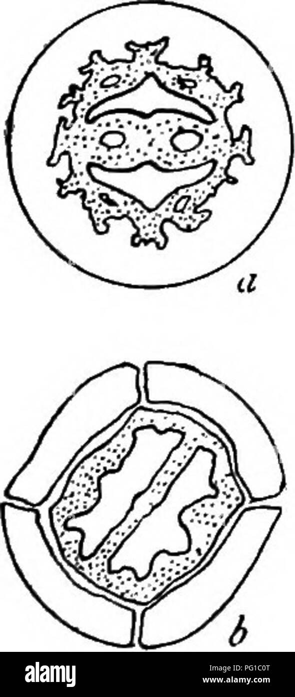 . The natural history of the farm; a guide to the practical study of the sources of our living in wild nature. Natural history. Fig. 7. The pig-nut hickory {Hickoria glabra); the whole nut, a cross section of same, and the nut in its hulls (after Mayo). occupy space in the comer of the barnyard or in the fencerow, and there, relieved of competition, shows what it can do in the way of producing large and regular crops. But the nuts are wild. There has been but Httle selection for improved varie- ties and little scientific culture of nut-bearing trees. When we consider the abtmdance and value of Stock Photo