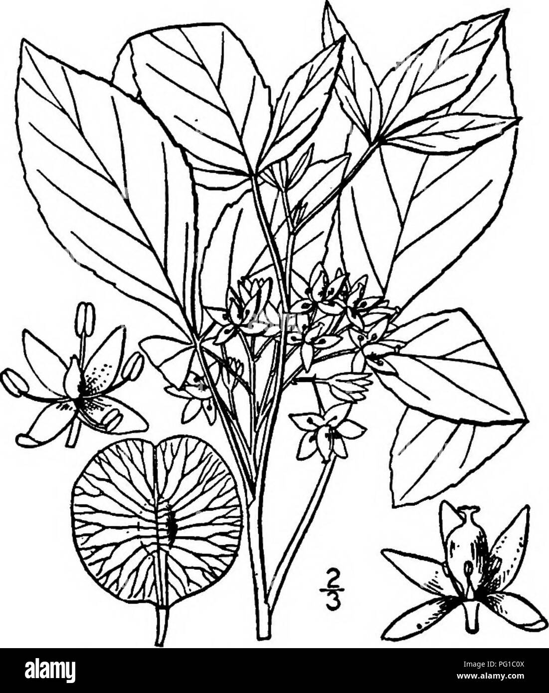 . North American trees : being descriptions and illustrations of the trees growing independently of cultivation in North America, north of Mexico and the West Indies . Trees. 574 The Hop Trees I. THREE-LEAVED HOP-TREE — Ptelea trifoliata Linnseus Occurring from Ontario to Florida, Minnesota, Kansas and Texas as a well- known shrub under various names, such as Shrubby trefoil, Whahoo, Quinine tree. Sang tree. Hop ash. Stinking ash, Water ash. Wafer ash, and Wing seed, this rarely becomes a tree 7.5 meters tall, with a trunk diameter of 2 dm. It has a rather disagreeable odor. The trunk is slend Stock Photo