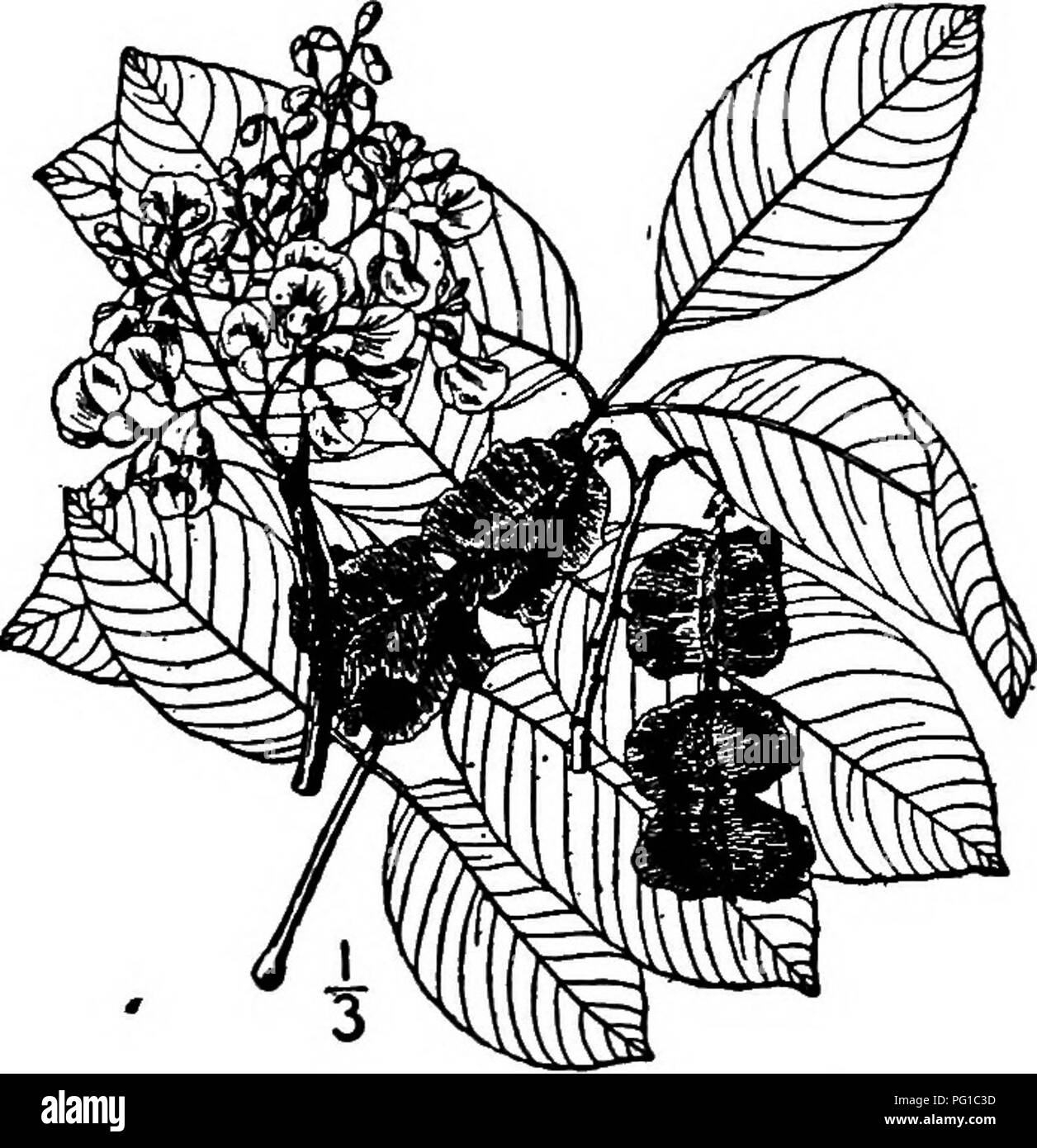 . North American trees : being descriptions and illustrations of the trees growing independently of cultivation in North America, north of Mexico and the West Indies . Trees. 560 Jamaica Dogwood as a salad or pot herb, both in the East and West Indies. The astringent bark is also used medicinally, especially in Asiatic countries. The genus consists of only this species; its name is Malabaric. VII. JAMAICA DOGWOOD GENUS ICHTHYOMETHIA PATRICK BROWNE Species Ichthyomethia Piscipula (Linnaeus) A. S. Hitchcock Erythrina Piscipula Linnaeus. Piscidia Erythrina Linnaeus AMAICA DOGWOOD is quite abundan Stock Photo