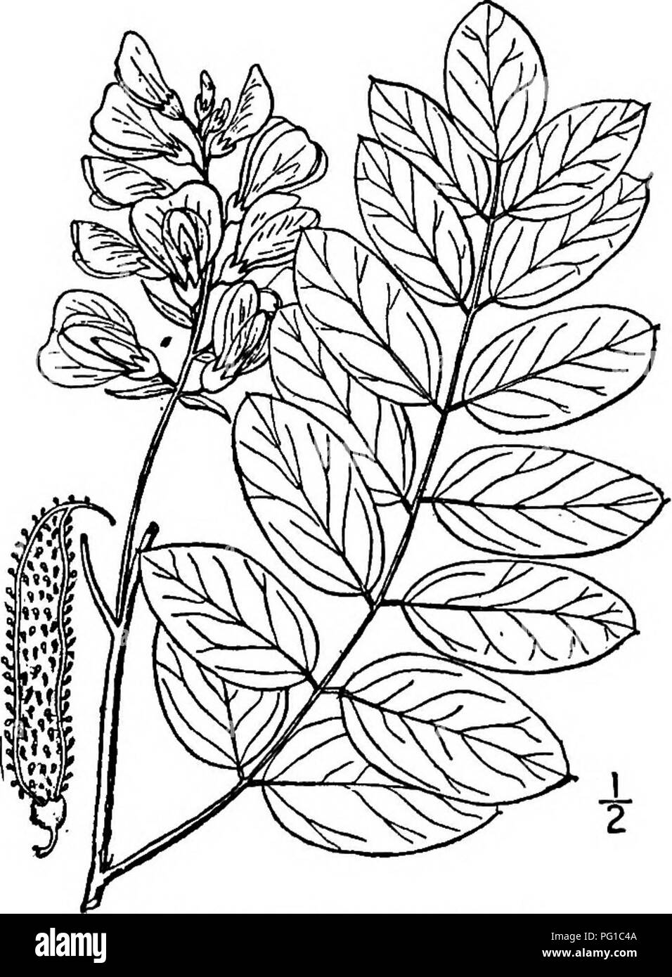 . North American trees : being descriptions and illustrations of the trees growing independently of cultivation in North America, north of Mexico and the West Indies . Trees. Fig. 512. — Locust. long, awl-shaped, soon developing into hard, straight or slightly curved spines, becoming 2.5 cm. long and often persisting for several years. The flowers appear from April to June in loose racemes 10 to 12.5 cm. long, with 10 to 25 flowers on pedicels 6 to 15 mn&gt;. long; they are white, with a yel- low spot on the standard and very fragrant. The pod is linear, sUghtly curved, smooth, reddish brown,  Stock Photo
