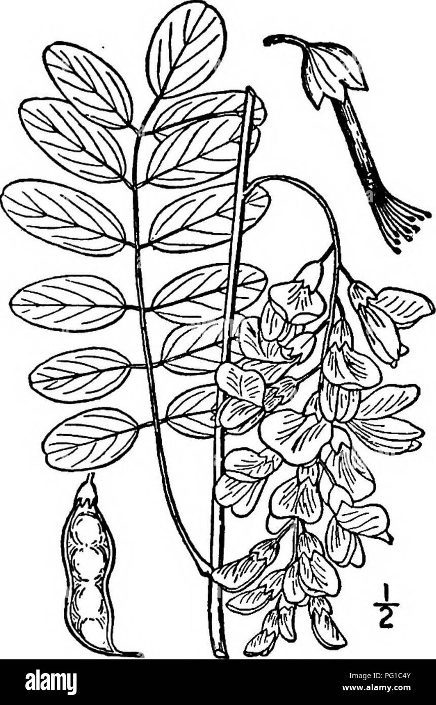 . North American trees : being descriptions and illustrations of the trees growing independently of cultivation in North America, north of Mexico and the West Indies . Trees. Clammy Locust 555. Fig. 512. — Locust. long, awl-shaped, soon developing into hard, straight or slightly curved spines, becoming 2.5 cm. long and often persisting for several years. The flowers appear from April to June in loose racemes 10 to 12.5 cm. long, with 10 to 25 flowers on pedicels 6 to 15 mn&gt;. long; they are white, with a yel- low spot on the standard and very fragrant. The pod is linear, sUghtly curved, smoo Stock Photo