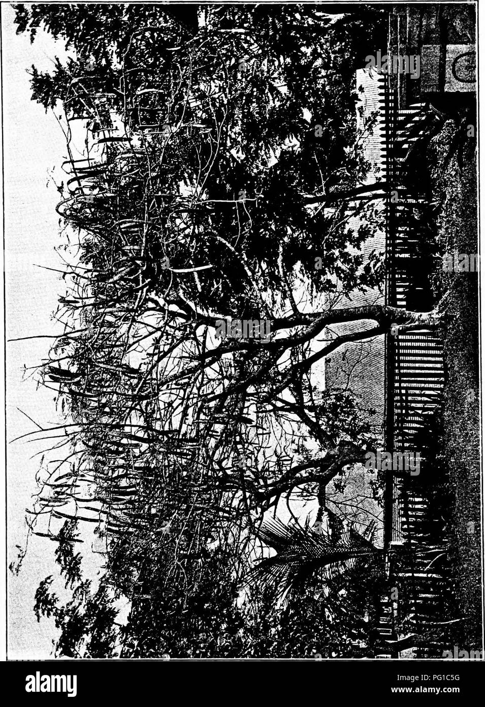 . North American trees : being descriptions and illustrations of the trees growing independently of cultivation in North America, north of Mexico and the West Indies . Trees. Flame Tree 547. &lt;U B I. Please note that these images are extracted from scanned page images that may have been digitally enhanced for readability - coloration and appearance of these illustrations may not perfectly resemble the original work.. Britton, Nathaniel Lord, 1859-1934; Shafer, John Adolph. New York : H. Holt and Co. Stock Photo