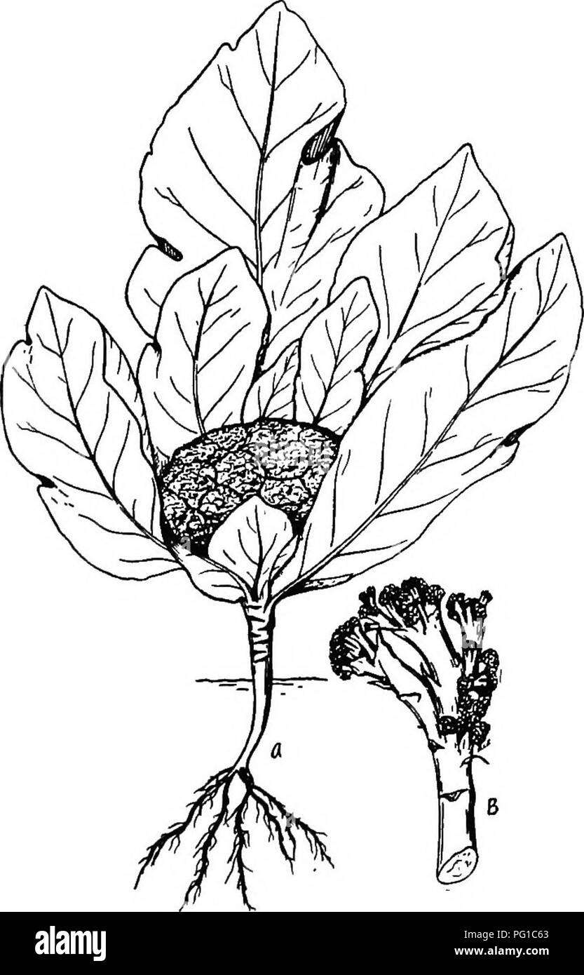 . The botany of crop plants : a text and reference book. Botany, Economic. 334 BOTANY OF CROP PLANTS BRASSICA OLERACEA VAR. BOTRYTIS (Cauliflower, Broccoli) (Fig. 139) Cauliflower and broccoli are types of cabbage in which there is a large &quot;head,&quot; composed of abortive flowers upon very much modified, thickened flower stems (Fig. 139). The. Fjg. 139- -Cauliflower (Brassica oleracea botrytis). A, entire plant; B, portion of &quot;head.&quot; metamorphosed inflorescence develops the first season, its numerous short, fleshy, and closely crowded flower stalks forming the head, as indicate Stock Photo
