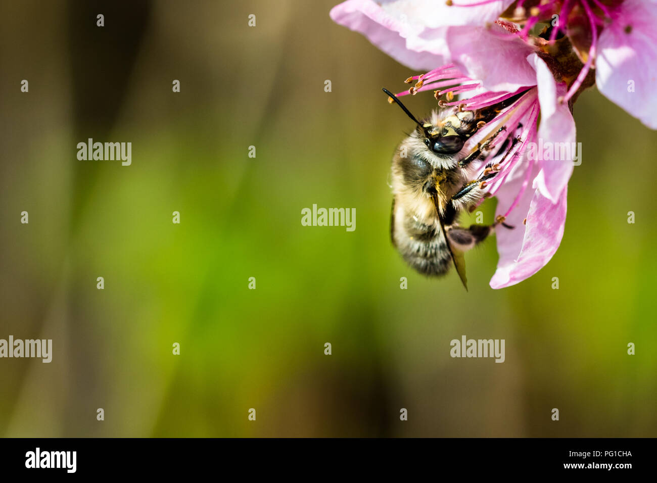 A hard working bee pollinating a pink flower in a spring. Beautiful ...