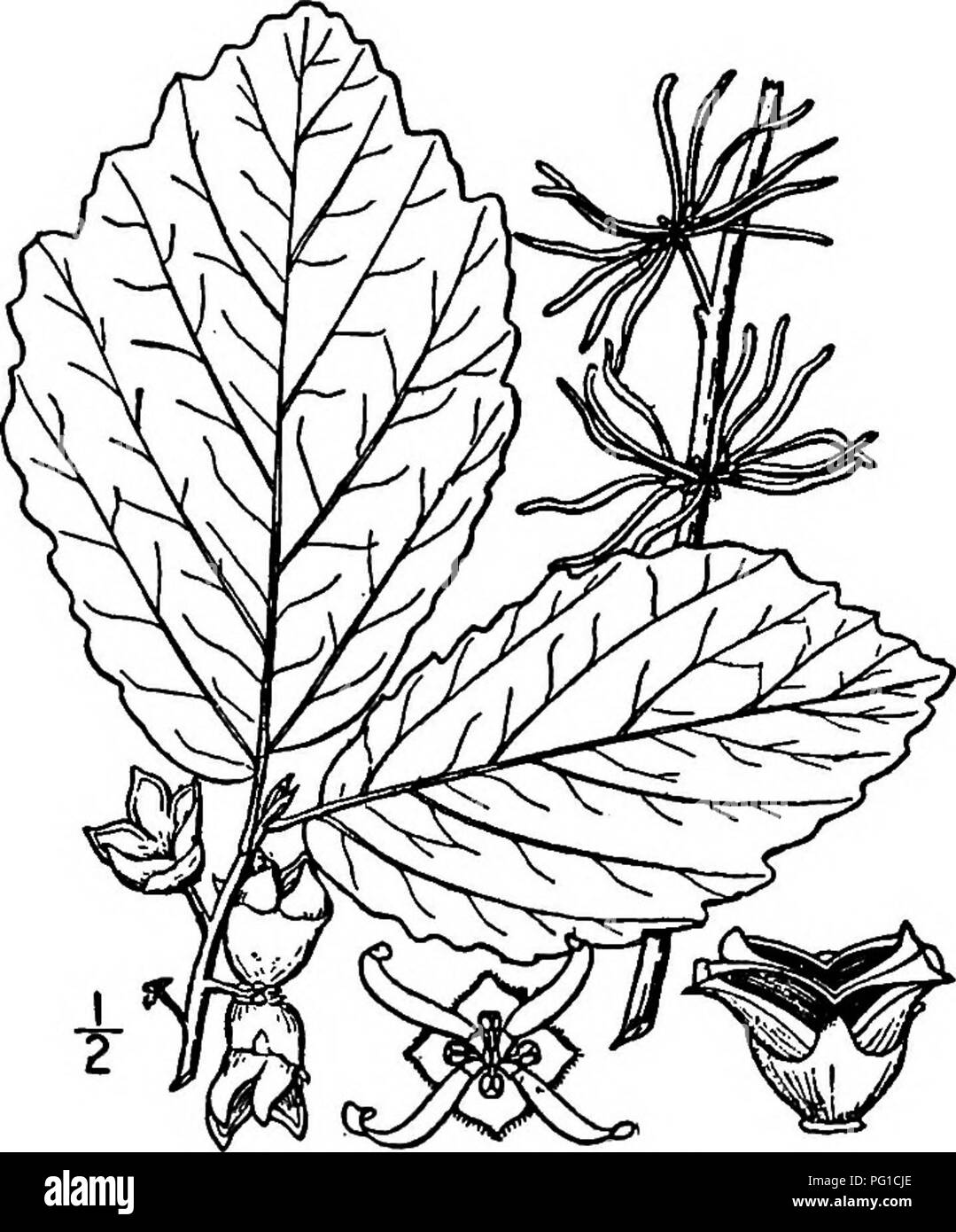 . North American trees : being descriptions and illustrations of the trees growing independently of cultivation in North America, north of Mexico and the West Indies . Trees. Witch Hazel 411 hairy. The alternate leaves are 7 to 15 cm. long, ovate to nearly orbicular, sharp or long pointed, seldom rounded, the very uneven base rounded or slightly cordate on one side and wedge-shaped on the other, the margin entire toward the base, more or less scalloped toward the end, the upper side dark green and quite smooth, the venation on the lower side prominently hairy; the leaf-stalk is short, the smal Stock Photo