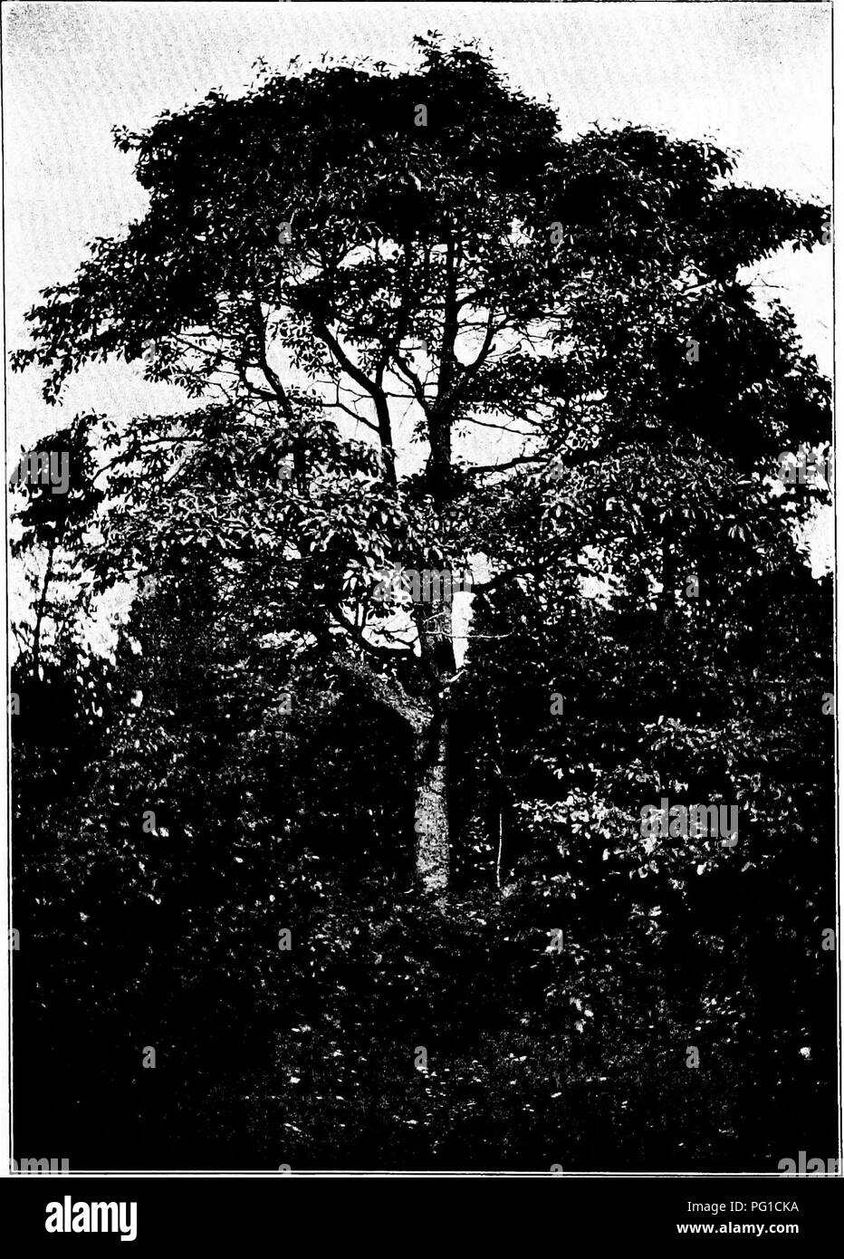 . North American trees : being descriptions and illustrations of the trees growing independently of cultivation in North America, north of Mexico and the West Indies . Trees. Sassafras Tree 403. Fig. 356. — Sassafras, near Fort Lee, New Jersey.. Please note that these images are extracted from scanned page images that may have been digitally enhanced for readability - coloration and appearance of these illustrations may not perfectly resemble the original work.. Britton, Nathaniel Lord, 1859-1934; Shafer, John Adolph. New York : H. Holt and Co. Stock Photo