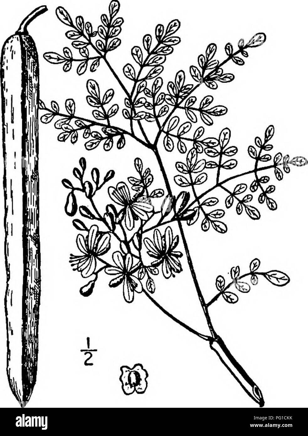 . North American trees : being descriptions and illustrations of the trees growing independently of cultivation in North America, north of Mexico and the West Indies . Trees. THE HORSE RADISH TREE FAMILY MORINGACE^ Dumont GENUS MORINGA LAMARCK Species Moringa Morioga (Linnaeus) Small Guilandina Moringa Linnaeus. Moringa pterygosperma Gaertner ORINGA, or Horse-radish tree, the type of the genus Moringa, so called on account of the pungent taste and odor of its roots, is a native of India, has long been cultvated in tropical countries, and has escaped from cultivation in Florida and the West Ind Stock Photo