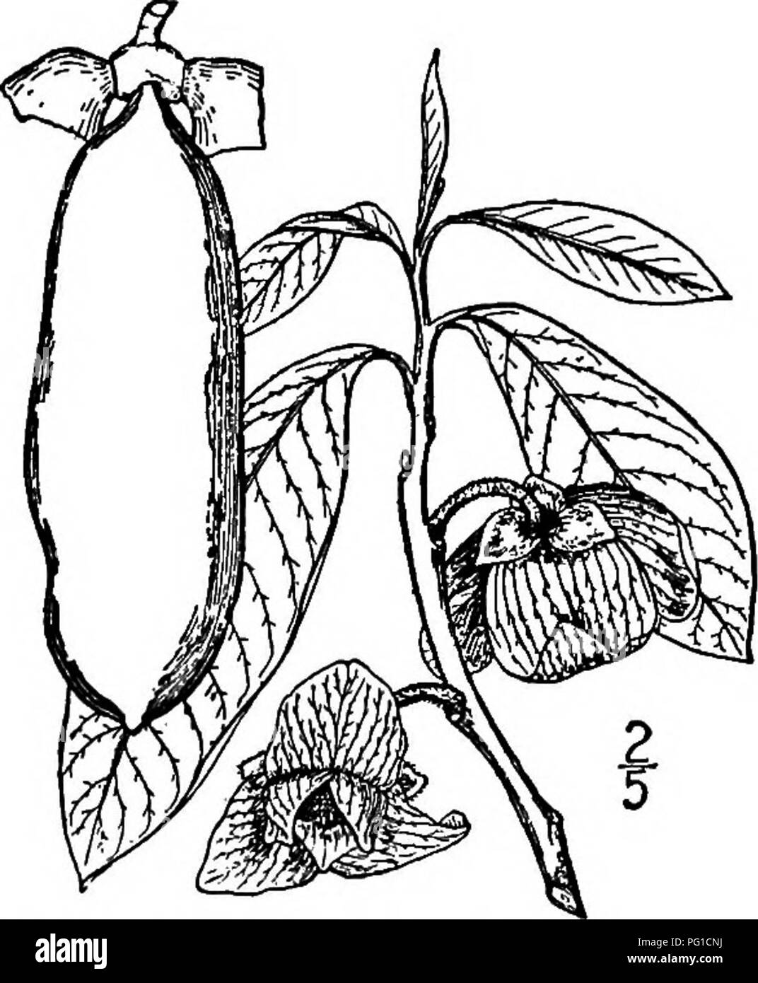 . North American trees : being descriptions and illustrations of the trees growing independently of cultivation in North America, north of Mexico and the West Indies . Trees. Pond Apple 395. the veins of the under side, where some of the brown pubescence is often retained until they are fully grown; they are rather narrowly obovate, i to 3 dm. long, abruptly short-pointed, narrowed to a wedge- shaped base, deep green on the upper surface, paler beneath; their stalks are only 5 to 10 mm. in length. The flowers are borne at leaf scars on twigs of the preceding season, and appear with the leaves  Stock Photo