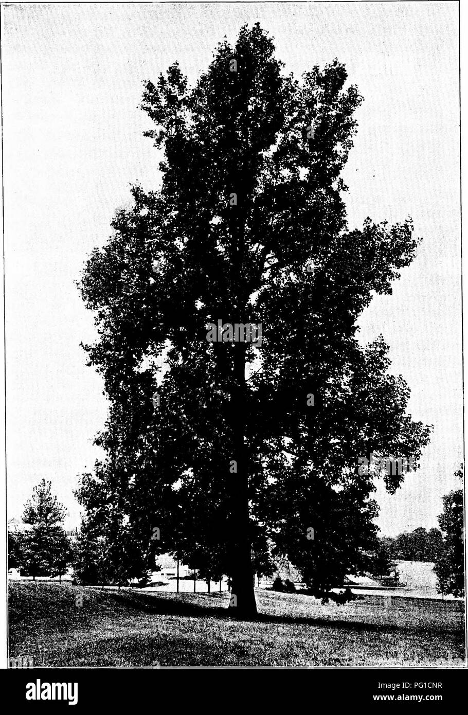 . North American trees : being descriptions and illustrations of the trees growing independently of cultivation in North America, north of Mexico and the West Indies . Trees. Tulip Tree 393. Fig. 348. — Tulip Tree, New York Botanical Garden.. Please note that these images are extracted from scanned page images that may have been digitally enhanced for readability - coloration and appearance of these illustrations may not perfectly resemble the original work.. Britton, Nathaniel Lord, 1859-1934; Shafer, John Adolph. New York : H. Holt and Co. Stock Photo