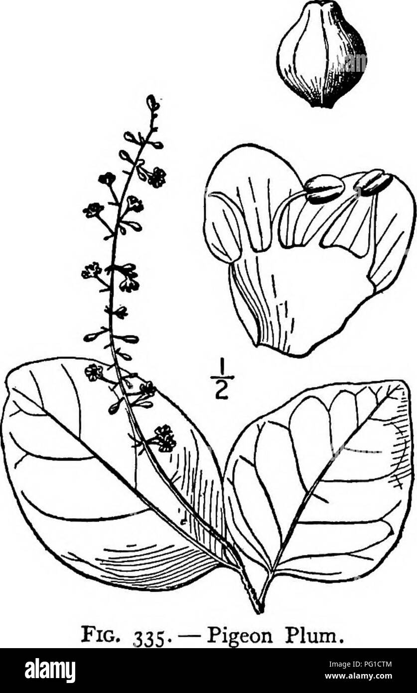 . North American trees : being descriptions and illustrations of the trees growing independently of cultivation in North America, north of Mexico and the West Indies . Trees. Pigeon Plum 381 2. PIGEON PLUM — Ooccolobis laurifolia Jacquin An abundant element in the vegetation of hammocks and keys of southern Florida, this tree is also widely distributed in the West Indies from the Bahamas to northern South America, reaching a maxi- mum height of about 20 meters, with a trunk up to 6 or 7 dm, thick or more. Its smooth bark is thin, green, charac- teristically mottled with brown, the branches blu Stock Photo