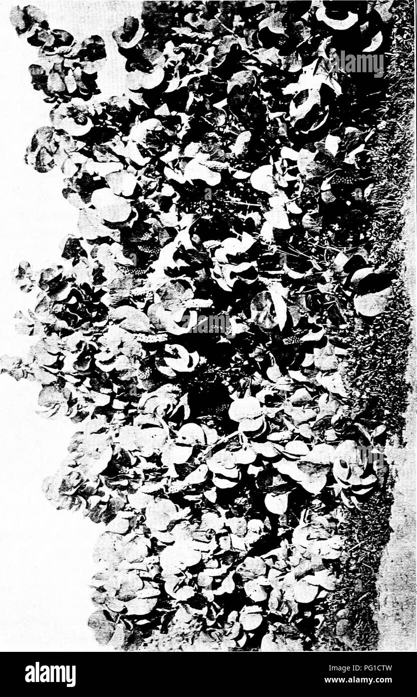. North American trees : being descriptions and illustrations of the trees growing independently of cultivation in North America, north of Mexico and the West Indies . Trees. 38o The Grape Trees. o. Please note that these images are extracted from scanned page images that may have been digitally enhanced for readability - coloration and appearance of these illustrations may not perfectly resemble the original work.. Britton, Nathaniel Lord, 1859-1934; Shafer, John Adolph. New York : H. Holt and Co. Stock Photo