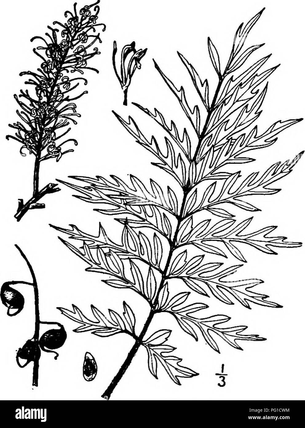 . North American trees : being descriptions and illustrations of the trees growing independently of cultivation in North America, north of Mexico and the West Indies . Trees. 374 Silk Oak so; ovary stalked; the style is elongated and persistent; ovules 2, collateral. The fruit is a compressed, oblique, eUiptic follicle, about 2 cm. long, recurved on its long slender stalk and tipped with the long slender style, dark brown and splitting open on one edge exposing the flat-winged yellowish seed. The elastic wood of the Silk oak is valued in Australia for casks.. Fig. 330. — Silk Oak. Seedling pla Stock Photo