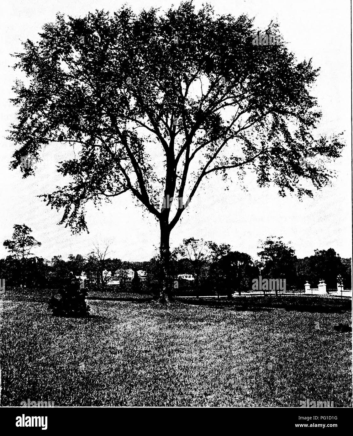 . North American trees : being descriptions and illustrations of the trees growing independently of cultivation in North America, north of Mexico and the West Indies . Trees. White Elm 349. Fio. 306. — White Elm, New York Botanical Garden.. Please note that these images are extracted from scanned page images that may have been digitally enhanced for readability - coloration and appearance of these illustrations may not perfectly resemble the original work.. Britton, Nathaniel Lord, 1859-1934; Shafer, John Adolph. New York : H. Holt and Co. Stock Photo