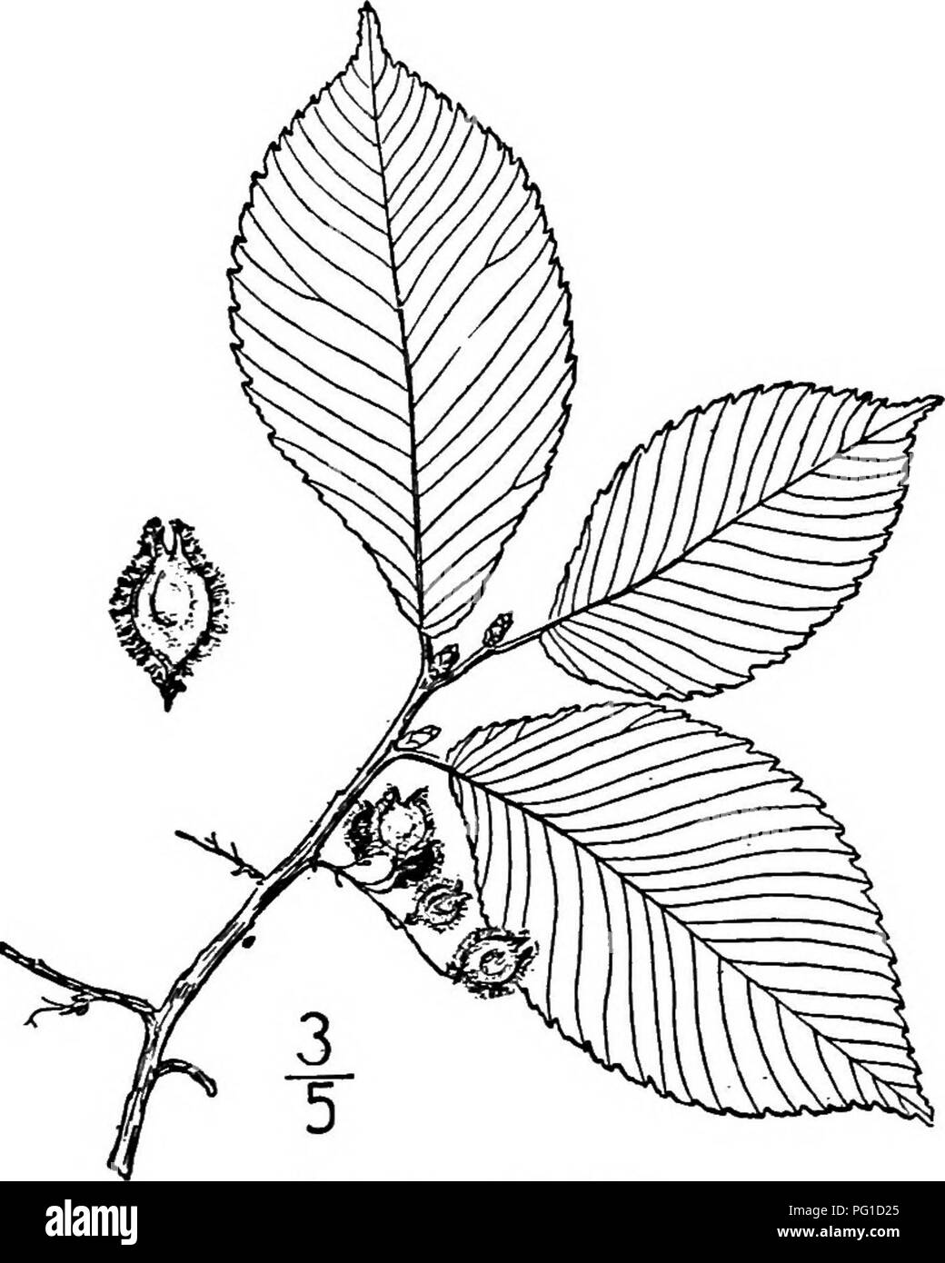 . North American trees : being descriptions and illustrations of the trees growing independently of cultivation in North America, north of Mexico and the West Indies . Trees. 346 The Elms and often doubly toothed, very rough and dark green on the upper surface, and hairy on the lower, small, 5 cm. long or less, with hairy stalks 2 to 4 mm. long; the stipules are prominent on the yoimg leaves, sometimes i cm. long, but fall away early. The flowers appear id the autunm, in small short-stalked clusters in the leaf-axils; the calyx is deeply cleft into narrow lobes, about as long as the hairy ovar Stock Photo