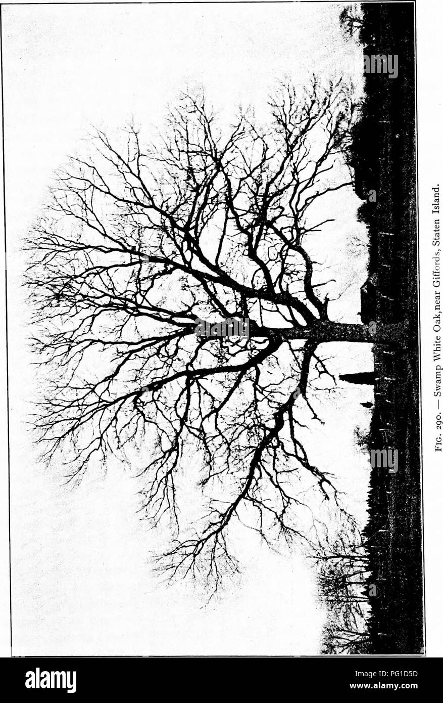 . North American trees : being descriptions and illustrations of the trees growing independently of cultivation in North America, north of Mexico and the West Indies . Trees. Swamp White Oak 333. Please note that these images are extracted from scanned page images that may have been digitally enhanced for readability - coloration and appearance of these illustrations may not perfectly resemble the original work.. Britton, Nathaniel Lord, 1859-1934; Shafer, John Adolph. New York : H. Holt and Co. Stock Photo