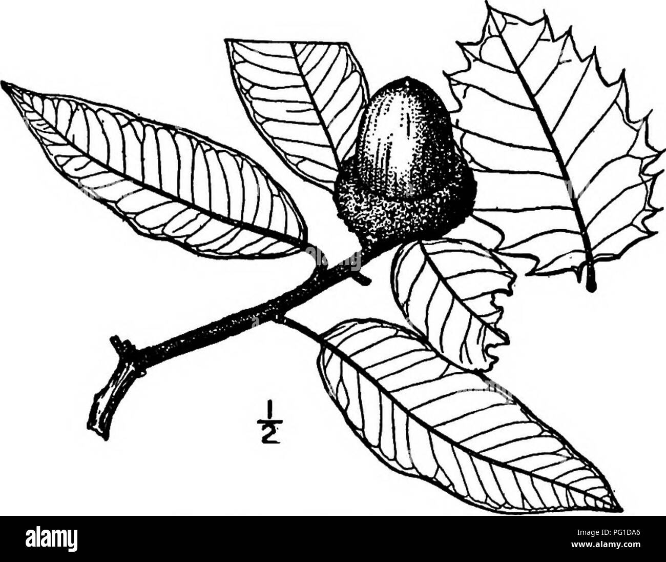 . North American trees : being descriptions and illustrations of the trees growing independently of cultivation in North America, north of Mexico and the West Indies . Trees. Island Oak 3&quot; small, close reddish gray or brown scales. The twigs are stiff and slender, hairy at first, becoming smooth or nearly so, and brown or light gray. The winter buds are broadly ovoid to oval, sharp-pointed, about 3 nrni. long and brown. The leaves are oblong, elliptic to lanceolate, 2.5 to 10 cm. long, sharp and stiff-pointed, heart-shaped, rounded or wedge-shaped at the base; the thick, revolute margin i Stock Photo