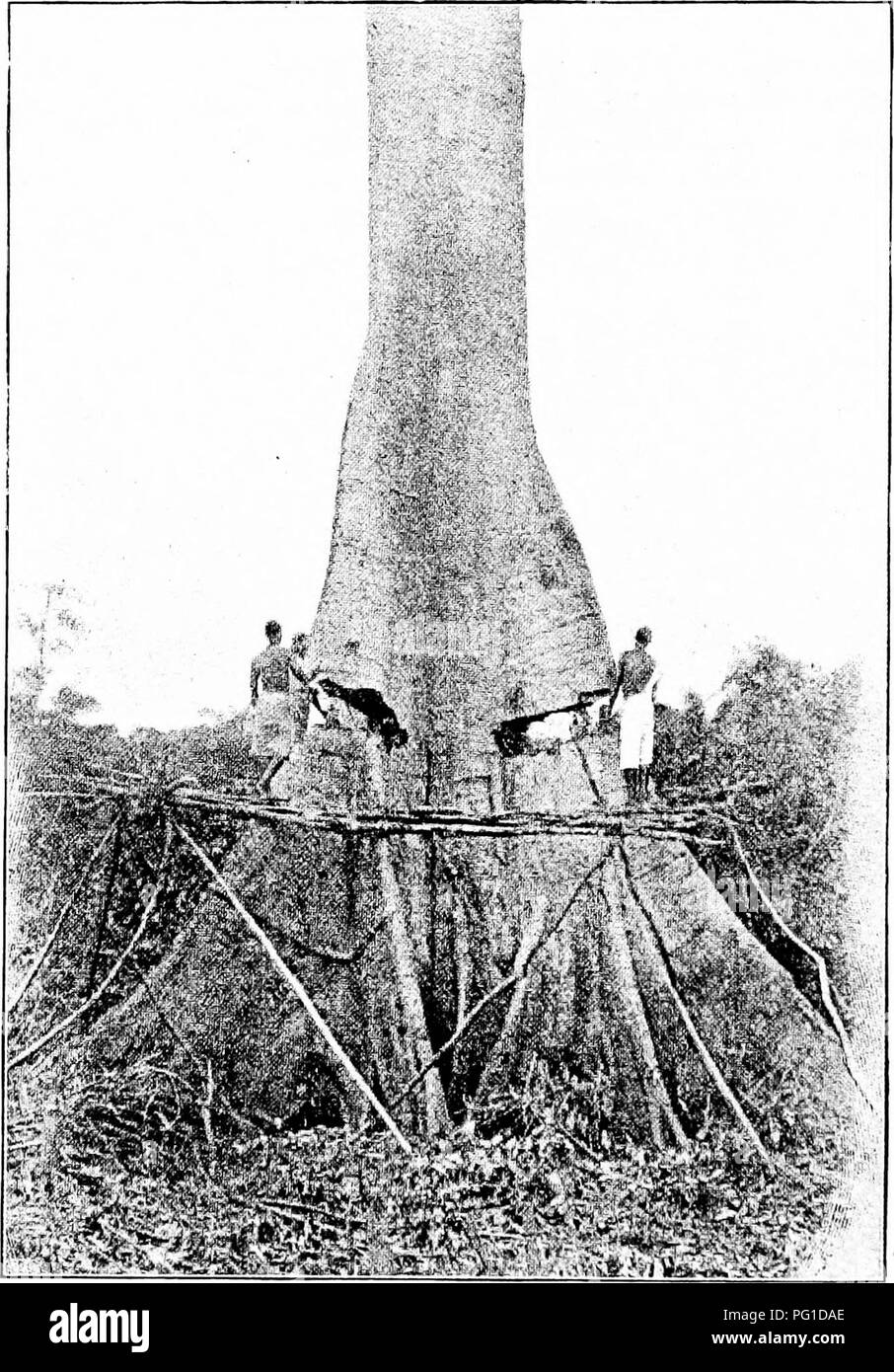 Extinct Timber A guide to the various timbers of the world, including their uses and ...