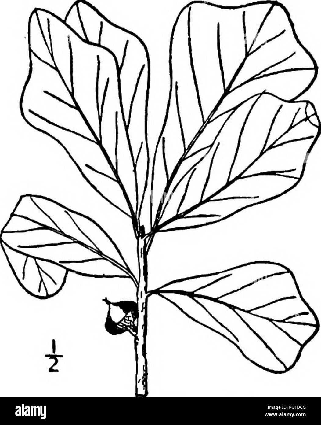 . North American trees : being descriptions and illustrations of the trees growing independently of cultivation in North America, north of Mexico and the West Indies . Trees. Water Oak 299 lowish before falling; their leaf-stalks are stout, grooved, 5 to 10 mm. long, smooth or hairy, yellowish. The flowers appear from March to May, according to lati- tude, when the leaves are half unfolded, the staminate in clustered hairy catkins 5 to 10 cm. long, their calyx reddish and hairy, the 4 or 5 lobes ovate and rounded; stamens usually 4, slightly exserted; anthers oblong, sharp-pointed, red. The pi Stock Photo