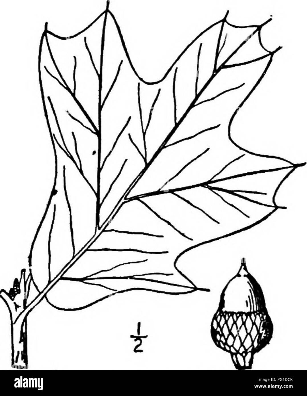 . North American trees : being descriptions and illustrations of the trees growing independently of cultivation in North America, north of Mexico and the West Indies . Trees. 298 The Oaks rowly wedge-shaped; they are thick and firm, deep dark green and shining above, pale gray and finely hairy with prominent midrib beneath, turning scarlet, yellow- brown before falling. The leaf-stalk is slender, almost romid, smooth or hairy, i to 2.5 cm. long. The flowers appear in April and May, when the leaves are about one half imfolded, the staminate in clustered slender, hairy catkins 5 to 10 cm. long;  Stock Photo