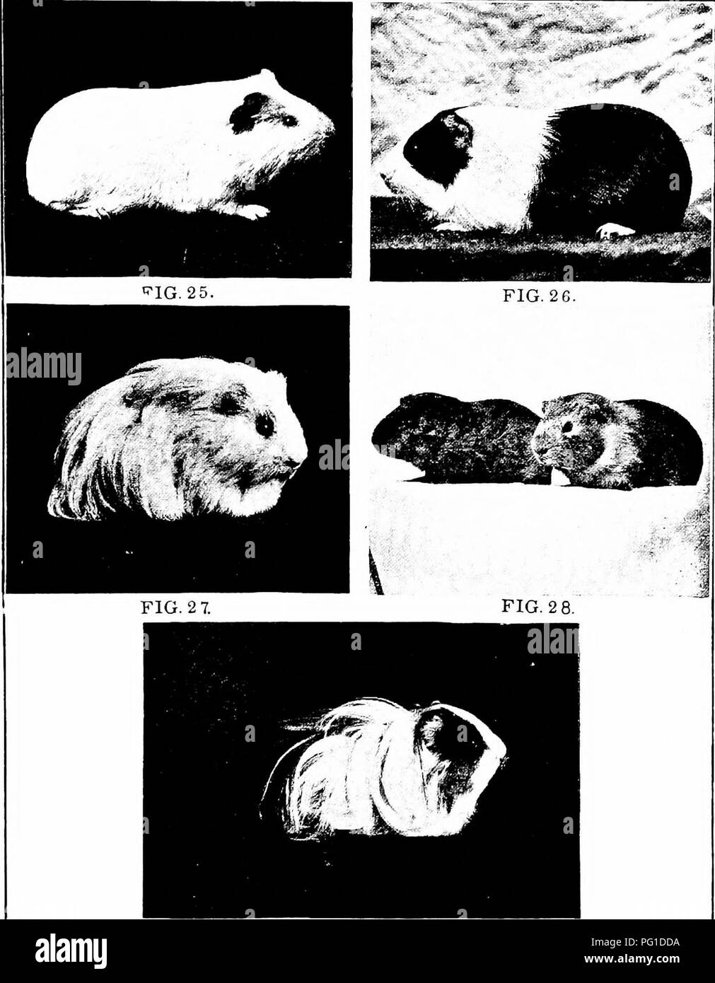 . Heredity in relation to evolution and animal breeding, . Heredity. FIG. 2 9. ¥ia. 25. — A smooth, white guinea-pig. A second new combination of characters, but obtained first among the grandchildren of such an- imals as are shown in Figs. 22 and 23. Fig. 26. — A short-haired, pigmented guinea-pig. (&quot;Dutch-marked&quot; with white.) Fig. 27. — A long-haired, albino guinea-pig. Fig. 28. — Offspring produced by animals of the sorts shown in Figs. 26 and 27. One show.^ the &quot;Dutch-marked&quot; pattern as a belt of pale yellow; the other docs not. Both are short-haired and pigmented (not  Stock Photo