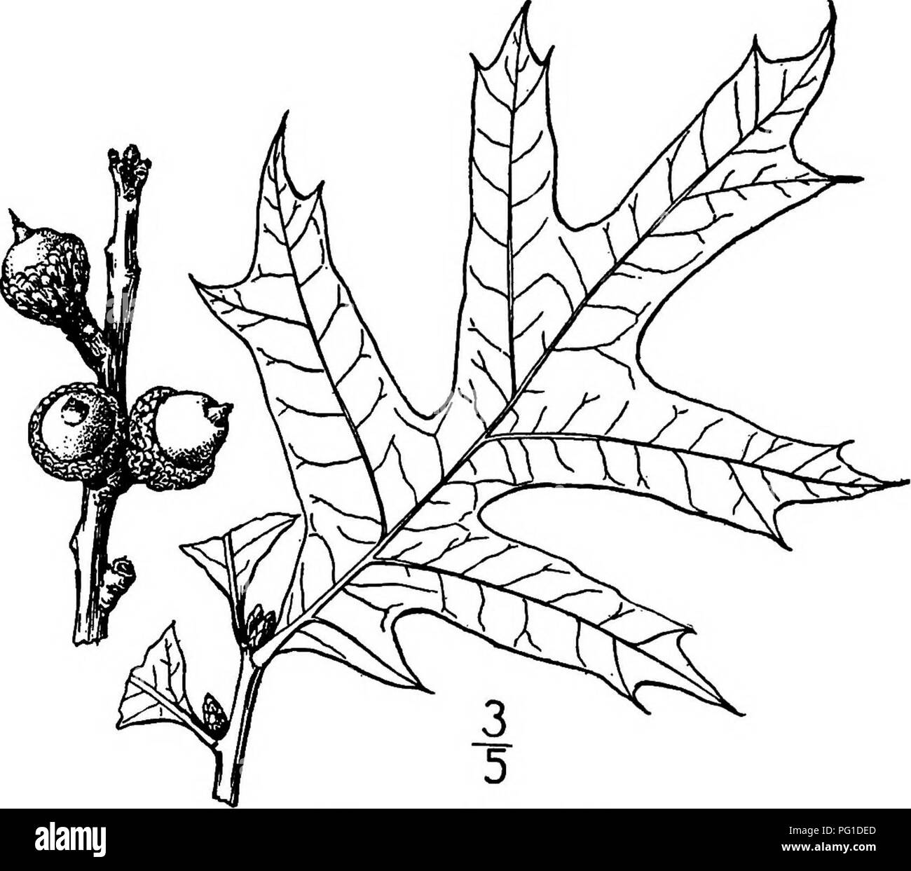 . North American trees : being descriptions and illustrations of the trees growing independently of cultivation in North America, north of Mexico and the West Indies . Trees. Turkey Oak 287 pressed-hairy scales. The leaves are obovate to ovate in outline, 8 to 20 cm. long; the 3 to 5 lobes are oblong, ovate or narrowly lanceolate, bristle-tipped, sometimes coarsely toothed, the sinuses rounded and deep, the base wedge-shaped. They are thick and stiff, yellowish green and shining, with a broad, raised midrib above, paler, shining and smooth, except for the tufts of hairs in the axils of the pri Stock Photo