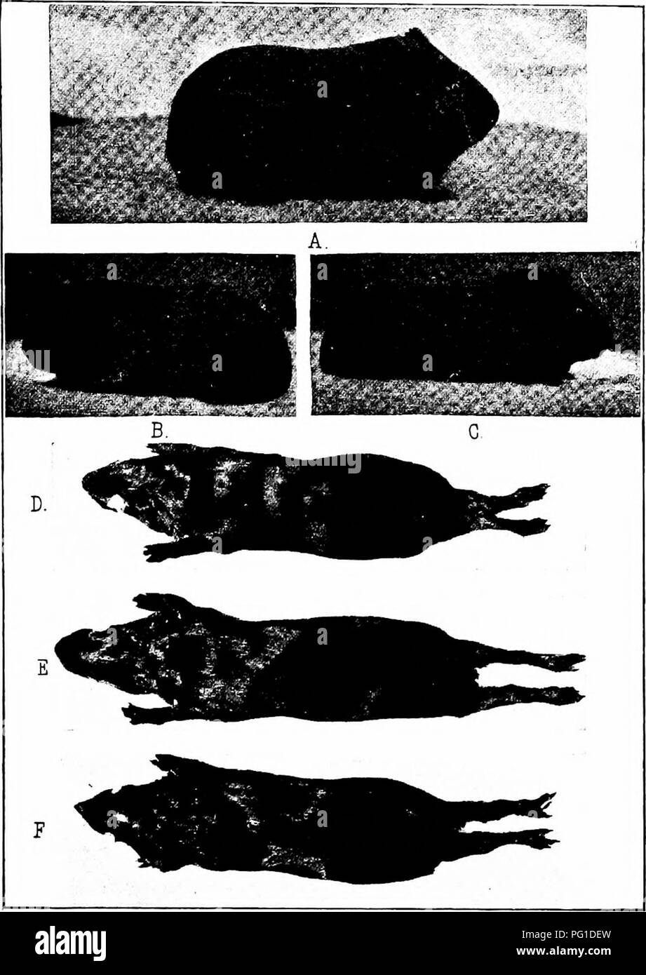 . Heredity in relation to evolution and animal breeding, . Heredity. Fig. 13. — Pictures of three living guinea-pigs (A, B, C), and of the preserved skins of three others (Z), E, F); all of which were produced by the pair of albinos shown in Figs. 11 and 12.. Please note that these images are extracted from scanned page images that may have been digitally enhanced for readability - coloration and appearance of these illustrations may not perfectly resemble the original work.. Castle, William E. (William Ernest), 1867-1962. New York ; London : D. Appleton and Company Stock Photo
