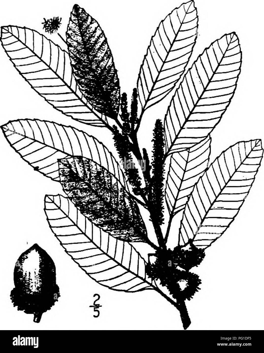 . North American trees : being descriptions and illustrations of the trees growing independently of cultivation in North America, north of Mexico and the West Indies . Trees. 276 Tan Bark Oak The bark is very rich in tannin and is one of the principal tan barks of the Pacific States.' The genus contains about 25 species, mostly natives of southeastern Asia and the Malay region. Castanopsis sempervirens (Kellogg) Dudley, a shrub of higher altitudes in California and Nevada, was long confused with this tree, which often assumes shrubby forms. The generic name is Greek, in allusion to the resembl Stock Photo