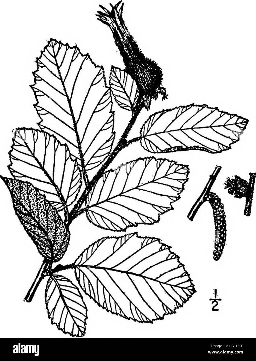 . North American trees : being descriptions and illustrations of the trees growing independently of cultivation in North America, north of Mexico and the West Indies . Trees. California Hazelnut 245 III. CAtlFORNIA HAZELNUT GENUS CORYLUS [TOURNEFORT] LINN^US Species Coiylus californica (A. de Candolle) Rose Corylus rostrata var. californica A. de Candolle HIS is an under shrub or small tree of wooded hillsides, from middle California northward through Oregon to Washington, attaining a height of 12 meters, with a trunk diameter of 2.5 dm. The twigs are slender and round, with long, often glandu Stock Photo