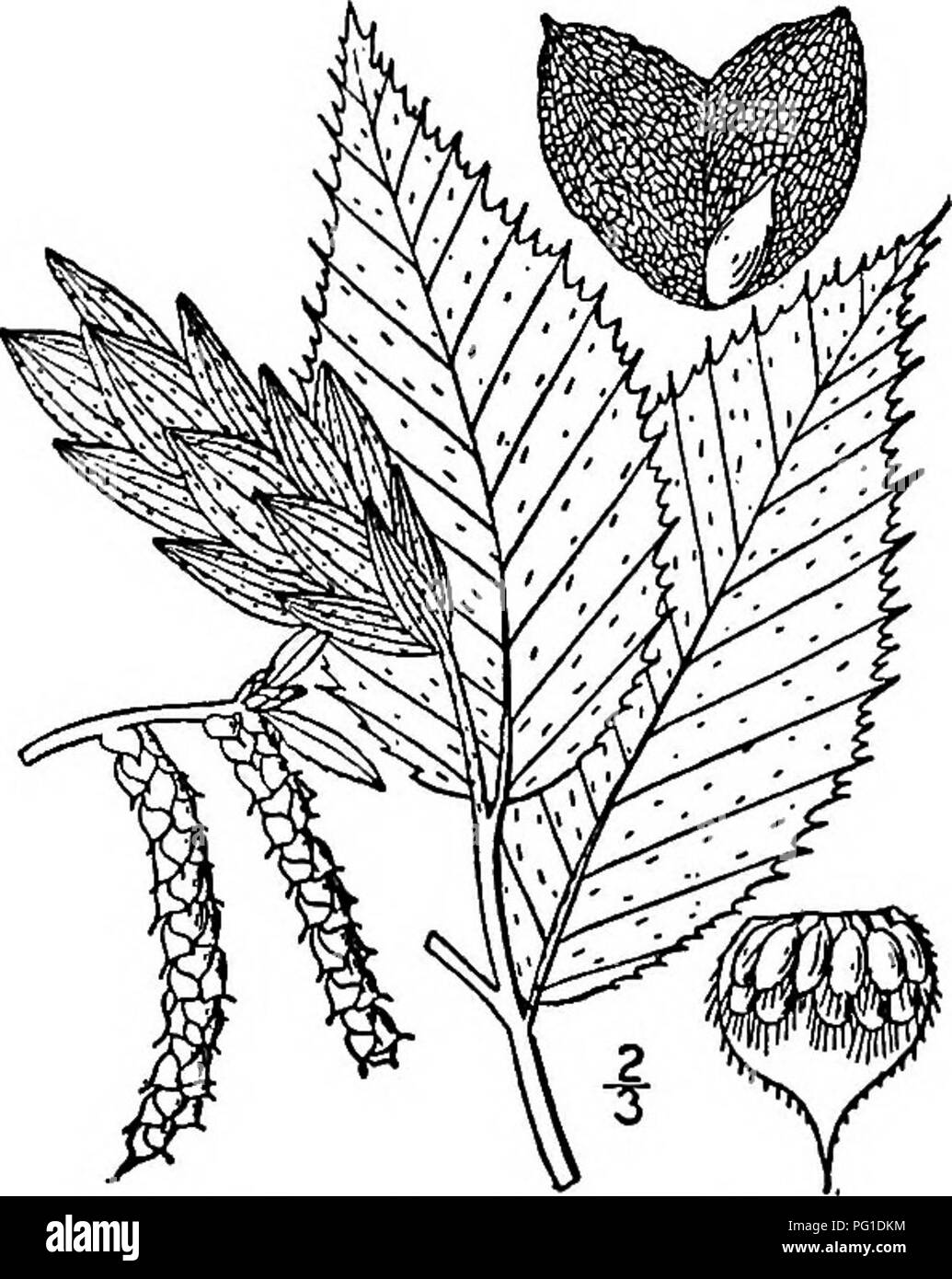 . North American trees : being descriptions and illustrations of the trees growing independently of cultivation in North America, north of Mexico and the West Indies . Trees. Iron wood 243 The leaves are alternate, ovate, obovate, or oblong-lanceolate, toothed, stalked and stipulate, the stipules falhng away soon after they unfold. The very small, imperfect staminate and pistillate flowers are borne in separate catkins on the same tree (monoecious), and open with or before the leaves. The staminate ones are in dense narrow drooping catkins, hke those of the Hornbeams, consisting only of severa Stock Photo