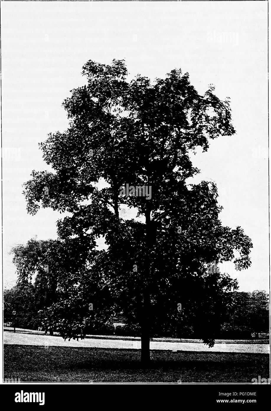 . North American trees : being descriptions and illustrations of the trees growing independently of cultivation in North America, north of Mexico and the West Indies . Trees. Shellbark 233. Fig. 190. — Shellbark, New York Botanical Garden.. Please note that these images are extracted from scanned page images that may have been digitally enhanced for readability - coloration and appearance of these illustrations may not perfectly resemble the original work.. Britton, Nathaniel Lord, 1859-1934; Shafer, John Adolph. New York : H. Holt and Co. Stock Photo