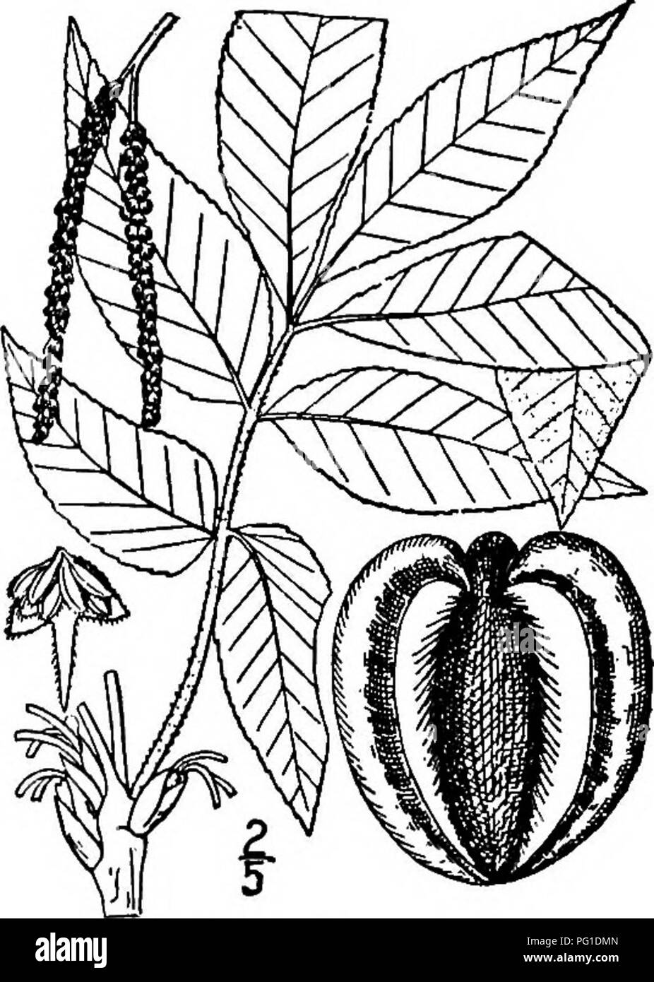 . North American trees : being descriptions and illustrations of the trees growing independently of cultivation in North America, north of Mexico and the West Indies . Trees. Big Shellbark 231 light red and hairy. The pistillate flowers are clustered 2 to 5 together, somewhat constricted toward the top, pale hairy; their stigmas are dark red. The fruit is globose or globose-obovoid, 4 to 9 cm. long, dark reddish hairy or nearly smooth; husk thick, readily splitting to near the base; the nut smooth, slightly flattened, 4-angled, pointed at the top, rounded at the base and reddish brown, the she Stock Photo