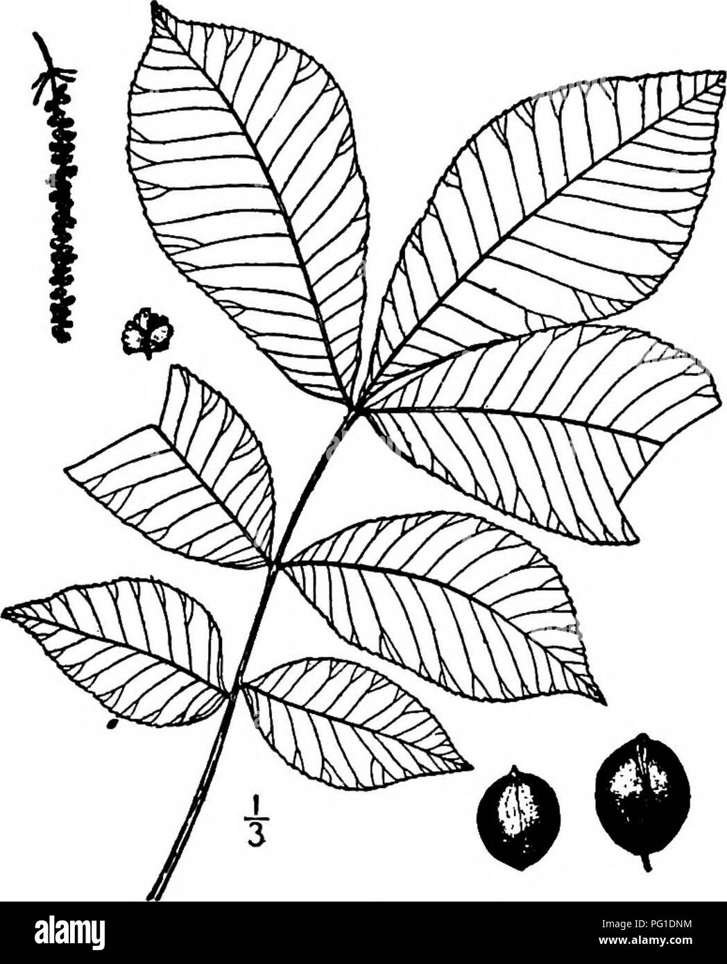 . North American trees : being descriptions and illustrations of the trees growing independently of cultivation in North America, north of Mexico and the West Indies . Trees. 224 The Hickories Bark shaggy, at least when old; fruit subglobose to oblong. Fruit little flattened; bract of staminate calyx short. Fruit much flattened; bract of staminate calyx long. Bark dose, not shaggy; fruit more or less obovoid. Foliage glabrous or little pubescent; bract of staminate calyx sometimes elongated; anther-sacs acute. Foliage pubescent or scurfy; bract of staminate calyx short, blunt; anther-sacs obtu Stock Photo
