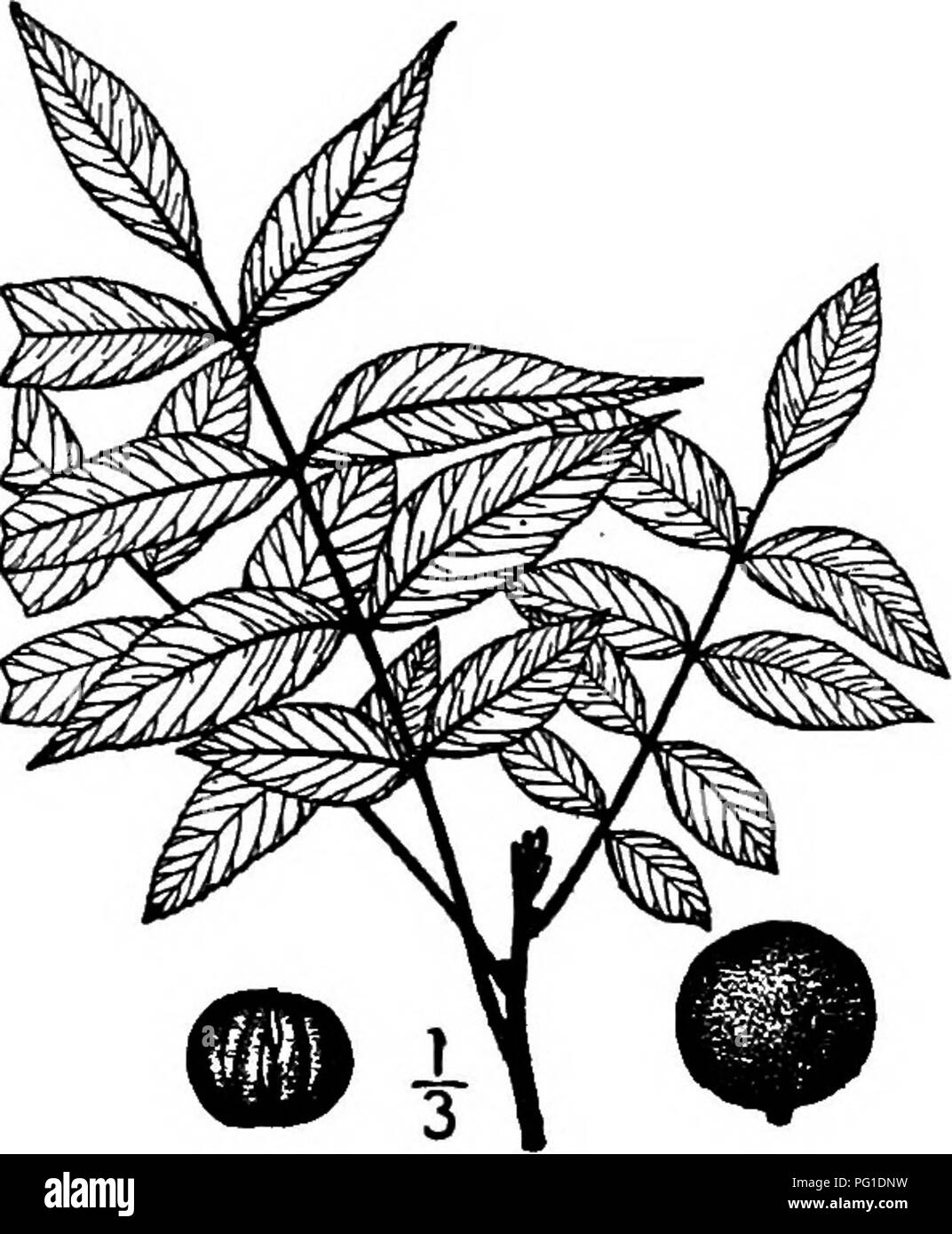 . North American trees : being descriptions and illustrations of the trees growing independently of cultivation in North America, north of Mexico and the West Indies . Trees. 222 The Hickories leaf scars. The leaves are up to 4 dm. long, including the stout, brownish hairy leaf-stalk, consisting of 9 to 19 short-stalked, lanceolate or ovate-lanceolate leaf- lets, 6 to 12 cm. long, or the lower ovate, broadest near the rounded base, long taper-pointed, and coarsely toothed on the margin, yellowish hairy when unfold- ing, becoming yellowish green and smooth, or hairy along the prominent, stout,  Stock Photo