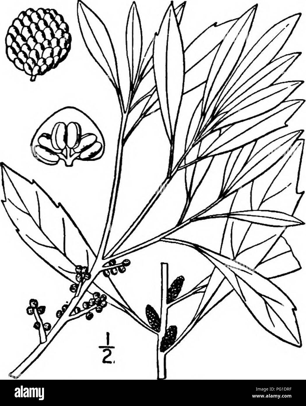 . North American trees : being descriptions and illustrations of the trees growing independently of cultivation in North America, north of Mexico and the West Indies . Trees. 210 The Bayberry Family I. WAX MYRTLE —Myrica cerifera Linnaus A small aromatic evergreen tree or shrub inhabiting sandy soils from Delaware to Florida and through the Gulf States to Texas and Arkansas, occurring mostly near the coast; also in the West Indies and Bermuda. It is also called Bayberry, Waxberry, Candleberry, Myrtletree, and Puckerbush, and attains a maximum height of 12 meters, with a trunk diameter of 3 dm. Stock Photo