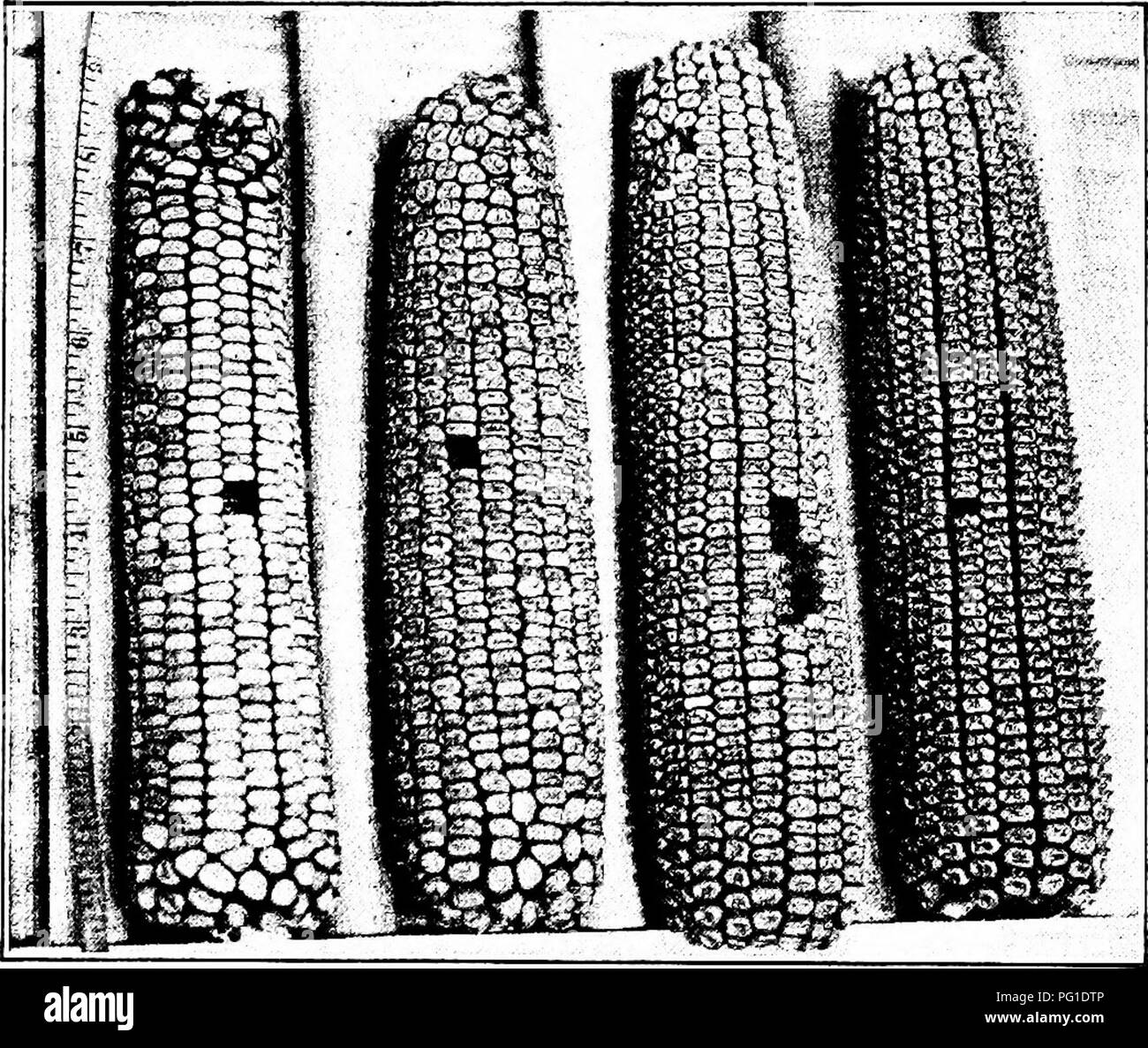 . Soils and plant life as related to agriculture . Agriculture; Soils; Plants. CORN 161 This in turn increases the proportion of corn to cob, the shelling percentage. THE TIP (4) An ear whose tip is completely covered, or whose cob is onhj slightly exposed between the kernels. Most of the. Fig. 65. — Improving step by step. kernels about the tip should be dented and rather deep. This ear should be of the desirable size given in {1), the desirable shape given in {2), and it should have as nearly as possible the desirable hutt given in (3). (4) An ear whose cob is exposed for half an inch or mor Stock Photo