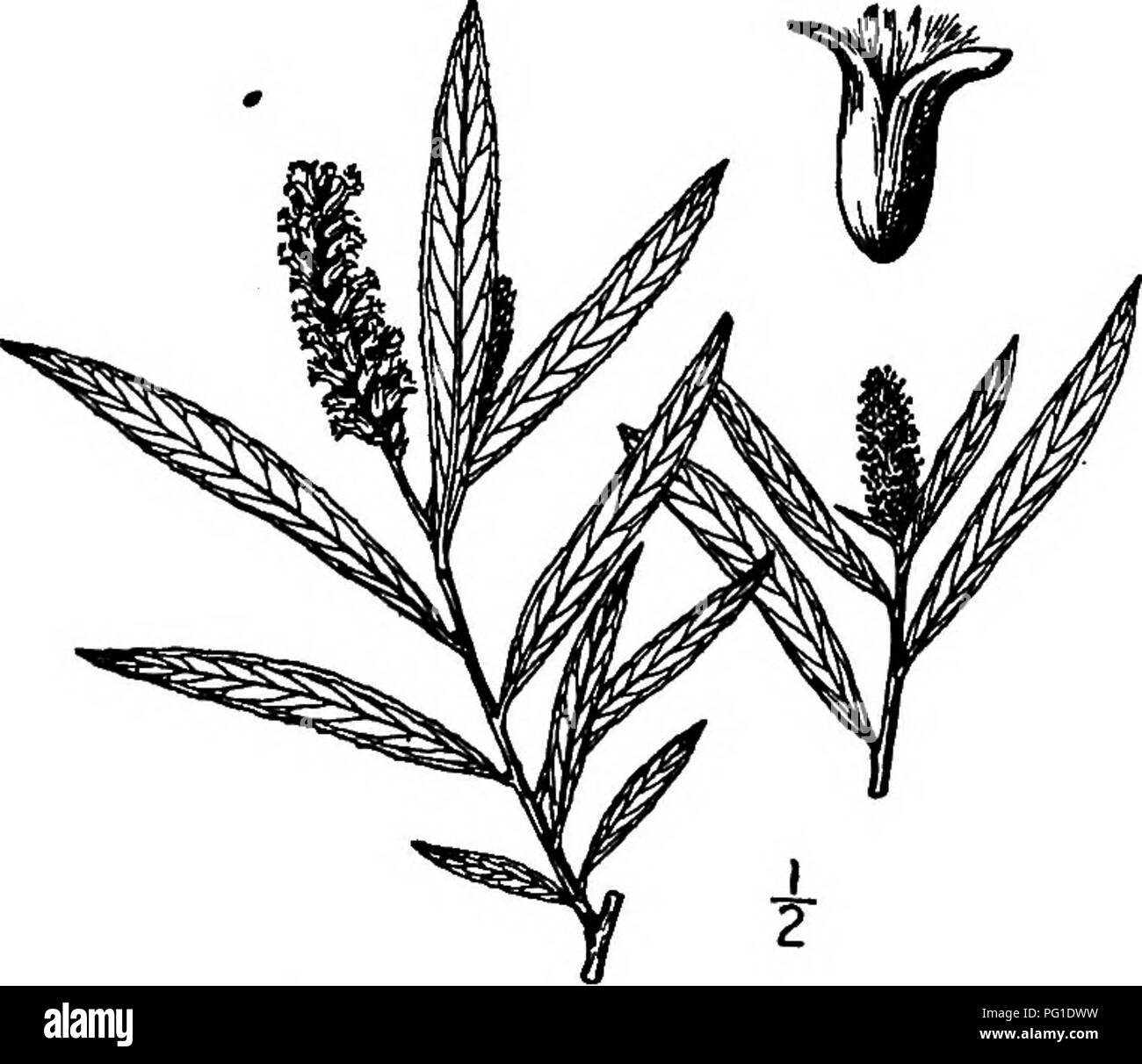 . North American trees : being descriptions and illustrations of the trees growing independently of cultivation in North America, north of Mexico and the West Indies . Trees. Fig. 154. — Sandbar Willow.. Fig. 155. — Slender Willow. 15. SLENDER WILLOW- Saliz exigua Nuttall Salix fluviatilis exigua Sargent. Salix luteosericea Rydberg The Slender willow inhabits river- shores and the borders of lakes from Wyoming to Athabasca, British Co- lumbia, Colorado, Nebraska, Texas, and southern California, thus ex- tending over nearly the whole of the western United States and of south- western British Am Stock Photo
