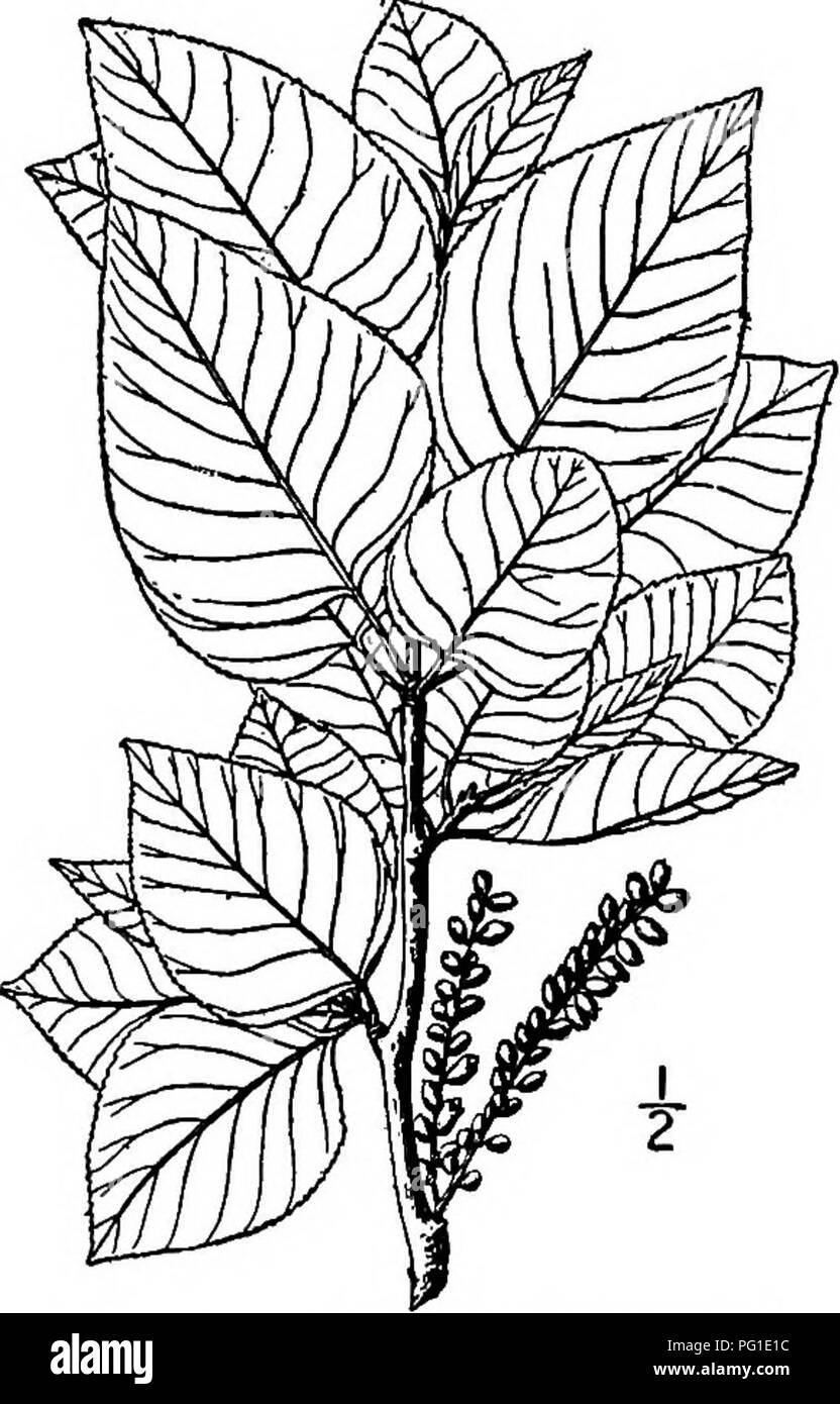 . North American trees : being descriptions and illustrations of the trees growing independently of cultivation in North America, north of Mexico and the West Indies . Trees. Wisilizenus' Cottonwood 173 The tree is much planted along roads and streets in the West, and grows rapidly. Its wood is light brown, weak and soft, with a specific gravity of about 0.39, and is of little value. The species has often been regarded as a variety of the Balsam poplar and is said to hybridize with it where the two grow together. 8. TWEEDY'S COTTONWOOD — Populus Tweedyi Britten, new species Tweedy's cottonwood Stock Photo
