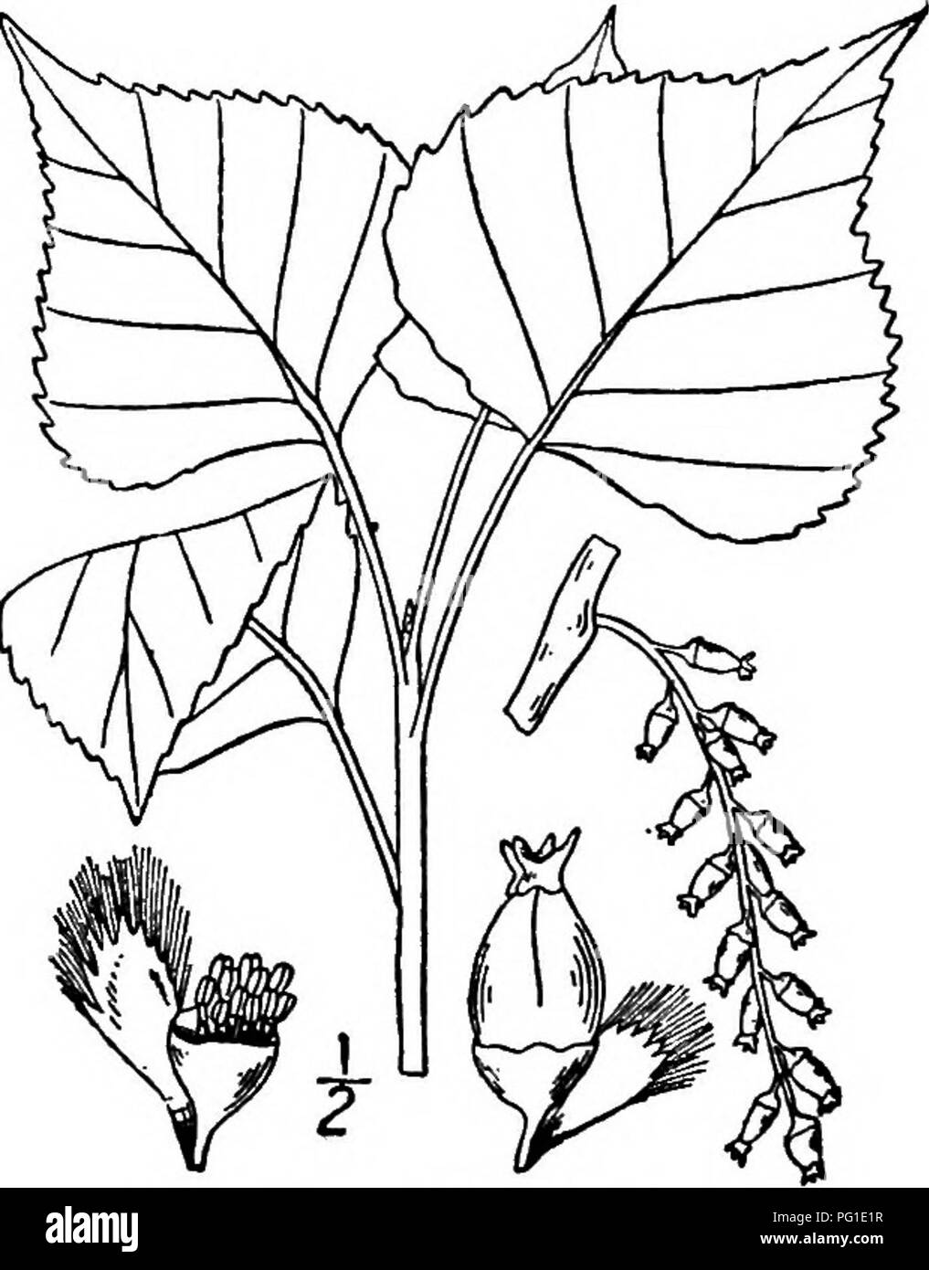 . North American trees : being descriptions and illustrations of the trees growing independently of cultivation in North America, north of Mexico and the West Indies . Trees. 176 The Poplars 12. BLACK POPLAR —Populus nigra Linnaeus This European poplar has been found in the valleys of the Hudson and Dela- ware rivers, doubtless spread from trees planted many years ago. The tree of the Hudson valley was supposed by F. A. Michaux to be distinct from the European black poplar, and was described by him under the name P. htcdsonica. Little is known of it in either valley at the present time. The Bl Stock Photo