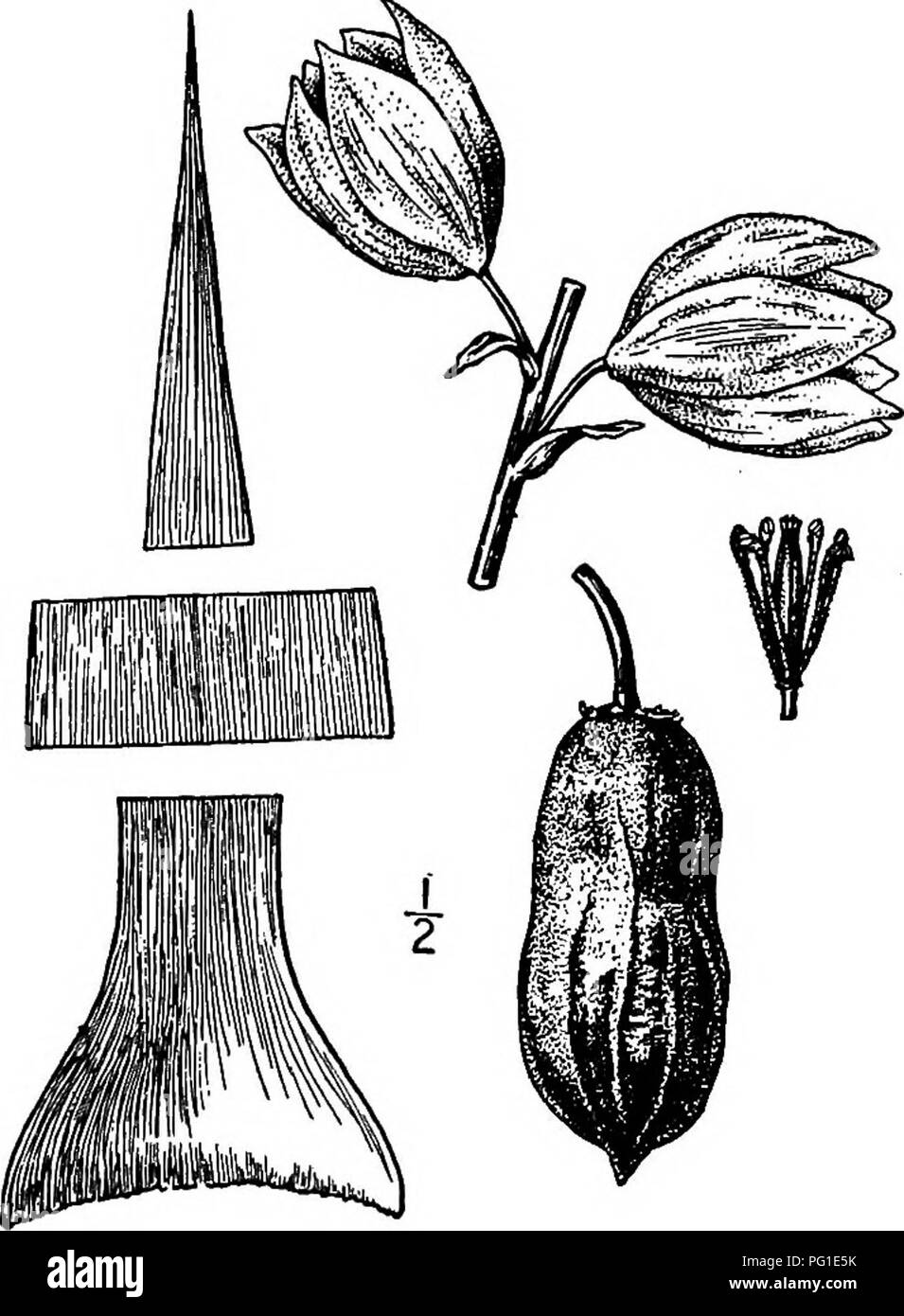 . North American trees : being descriptions and illustrations of the trees growing independently of cultivation in North America, north of Mexico and the West Indies . Trees. Spanish Bayonet 153 length; the bracts are thin and white, the flowers are stalked, drooping, their perianth beU-shaped, 8 to 12 cm. broad, thin and white; the segments are but slightly united at the base, ovate or ovate-lanceolate, narrowed into a bluntish tip and hairy at the apex, the outer series merely sharp-pointed and about half the width of the inner ones; the stamens are about as long as the pistil; the ovary is  Stock Photo