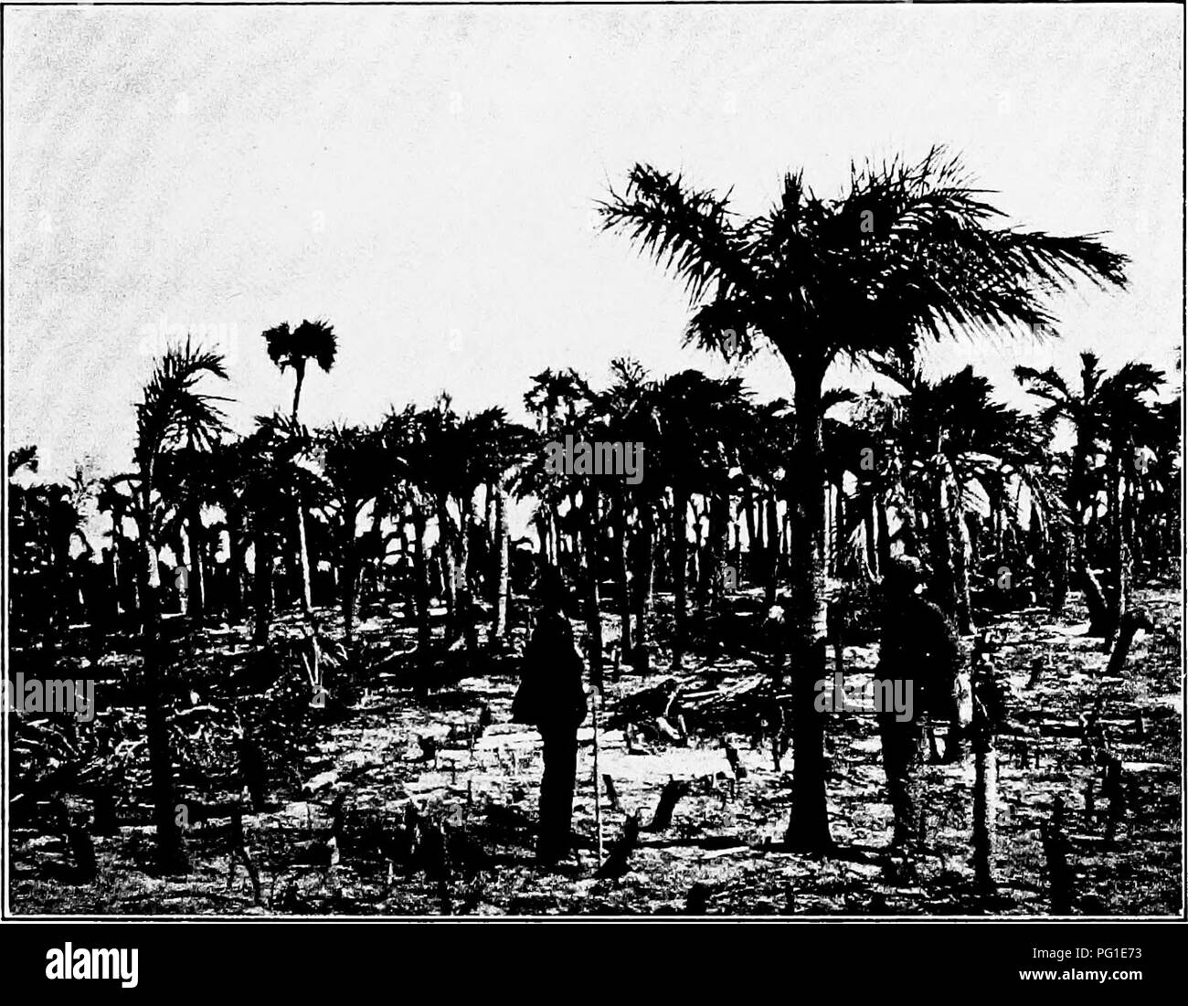 . North American trees : being descriptions and illustrations of the trees growing independently of cultivation in North America, north of Mexico and the West Indies . Trees. Hog Cabbage Palm 145 VIII. HOG CABBAGE PALM GENUS PSEUDOPHffiNIX WENDLAND Species Pseudophcenix Sargenti Wendland Cyclospalhe Northropi O. F. Cook HIS palm grows abundantly on many of the Bahama islands, inter- mixed with hardwood-trees and shrubs in the coppices, and also occurs on Elliott's Key and Key Largo, southern Florida. The genus Pseudophoenix (Greek, false Phoenix), is monotypic, only this one species being know Stock Photo