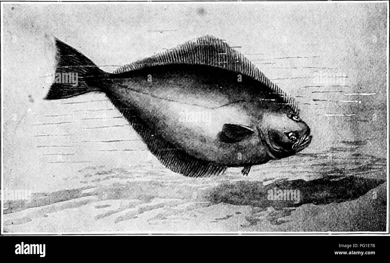 . The American natural history; a foundation of useful knowledge of the higher animals of North America. Natural history. HALIBUT 275 return loaded with Halibut to within three feet of their deck-beams. On the Pacific coast, according to Dr. T. H. Bean, the Common Halibut ranges from the Farallone Islands, oppo- site San Francisco, to Bering Strait, its centre of abundance. THE COMMON HALIBUT. being found in the Gulf of Alaska, near Kadiak. In 1913 the catch of Alaskan Halibut amounted to 13,687,784 pounds, valued at $671,314. In point of size this fish is surpassed in our waters by no other g Stock Photo