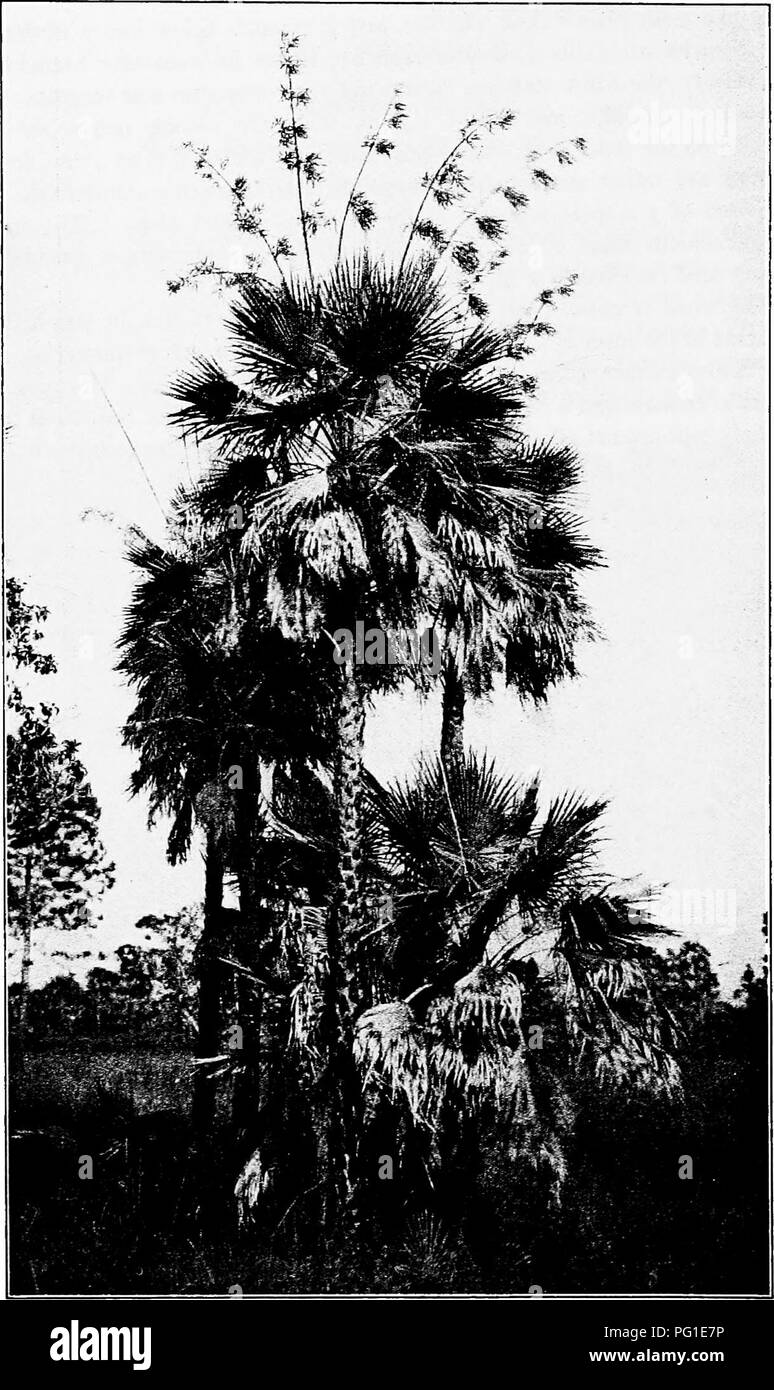 . North American trees : being descriptions and illustrations of the trees growing independently of cultivation in North America, north of Mexico and the West Indies . Trees. 142 Saw Cabbage Palm. Fig. 107. — Saw Cabbage Palm, Cuba.. Please note that these images are extracted from scanned page images that may have been digitally enhanced for readability - coloration and appearance of these illustrations may not perfectly resemble the original work.. Britton, Nathaniel Lord, 1859-1934; Shafer, John Adolph. New York : H. Holt and Co. Stock Photo