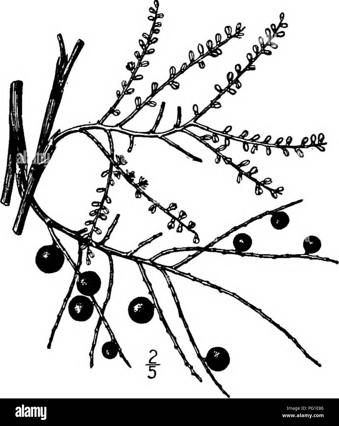 . North American trees : being descriptions and illustrations of the trees growing independently of cultivation in North America, north of Mexico and the West Indies . Trees. 136 The Palmetto III. THE PALMETTO GENUS SABAL ADANSON Species Sabal Palmetto (Walter) Roemer and Schultes Corypha Palmetto Walter. Chammrops Palmetto Michaux Inodes Palmetto O. F. Cook. Inodes Schwarzii O. F. Cook ABAL consists of five or more closely related species, natives of the southern United States, Bermuda, the West Indies, Mexico, and northern South America; they are readily known by the fiber-like threads which Stock Photo