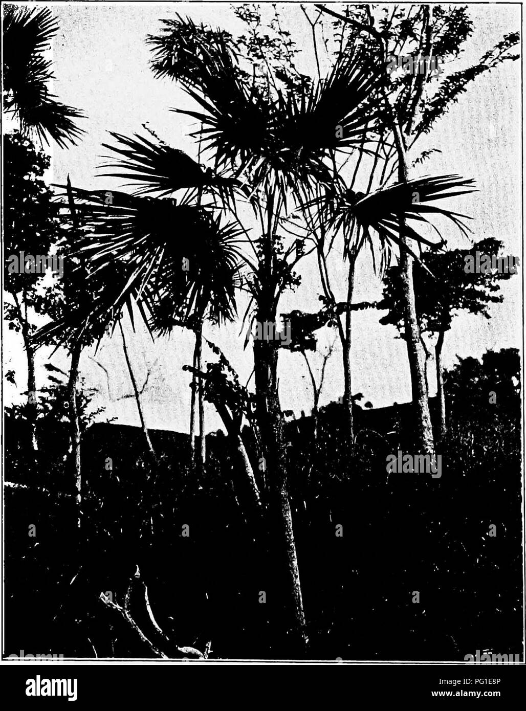 . North American trees : being descriptions and illustrations of the trees growing independently of cultivation in North America, north of Mexico and the West Indies . Trees. Silver Thatch Palm ^35 yond the middle into numerous narrowly lanceolate acuminate segments; they are yellow-green and shining on the upper side, silvery-white beneath, at least when young; their stalks are slender and about as long as the blades, expanded below into fibrous sheaths which remain attached to the trunk after the leaves have fallen away; the large panicles of flowers are short-stalked and borne among the lea Stock Photo