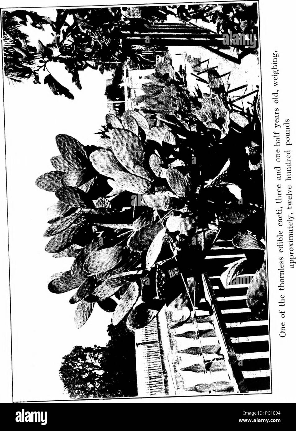 . New creations in plant life : an authoritative account of the life and work of Luther Burbank . Burbank, Luther, 1849-1926; Plant breeding. . Please note that these images are extracted from scanned page images that may have been digitally enhanced for readability - coloration and appearance of these illustrations may not perfectly resemble the original work.. Harwood, William Sumner, 1857-1908. New York ; London : Macmillan Stock Photo