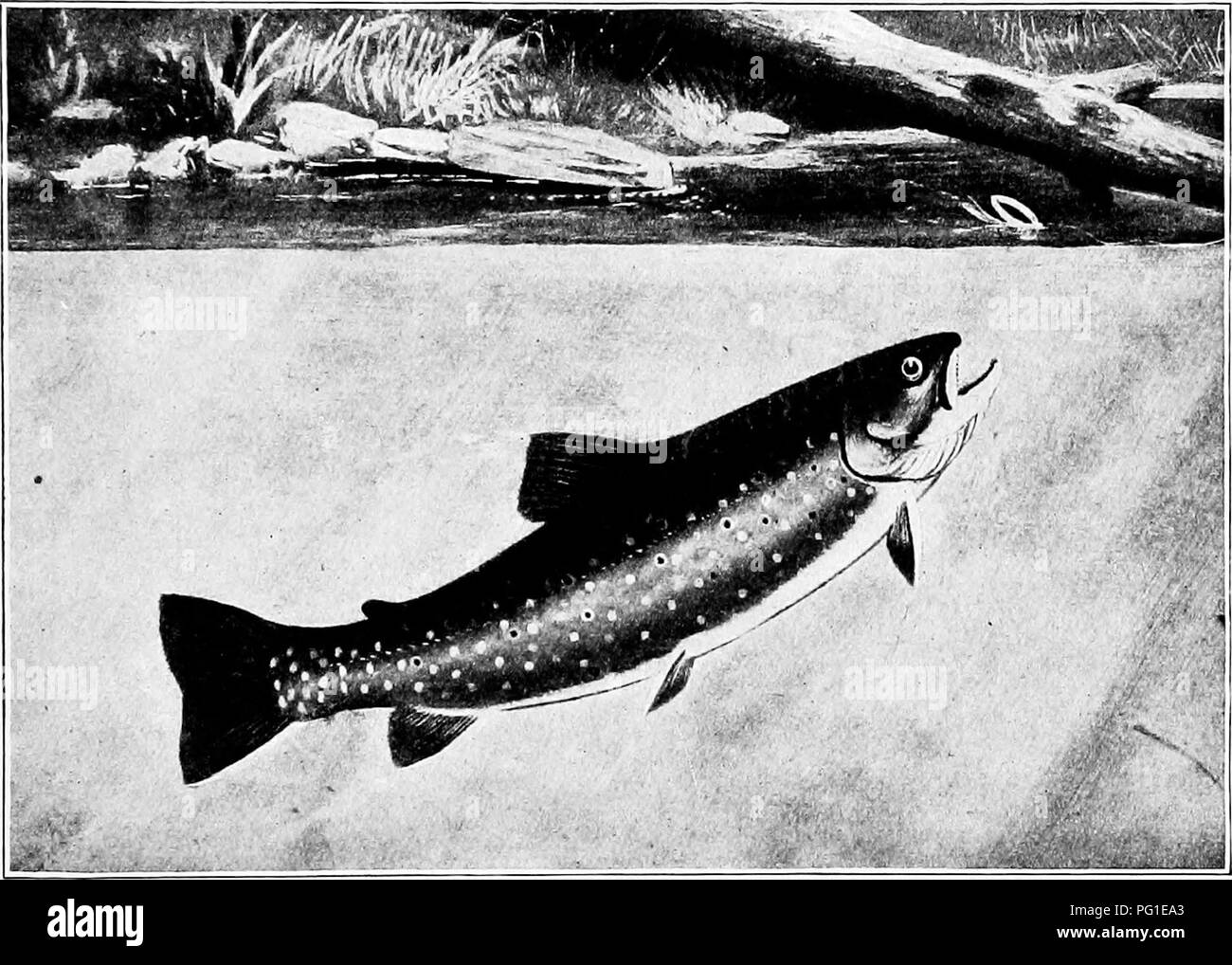 . The American natural history; a foundation of useful knowledge of the higher animals of North America. Natural history. BROOK TROUT 227 well backed by the forest shadows that painters love. Usu- ally the music of rushing water pervades the haunt of the Brook Trout; and the only cloud upon it all is that, ever and anon, Man, the supposedly high-minded, savagely bends. THE EASTERN BROOK TROUT. every energy to kill an unduly great number of these beau- tiful creatures, and fills a sordid creel entirelj^ too full. Most unluckily for the Trout, it is its habit to be ever on the alert for insects  Stock Photo