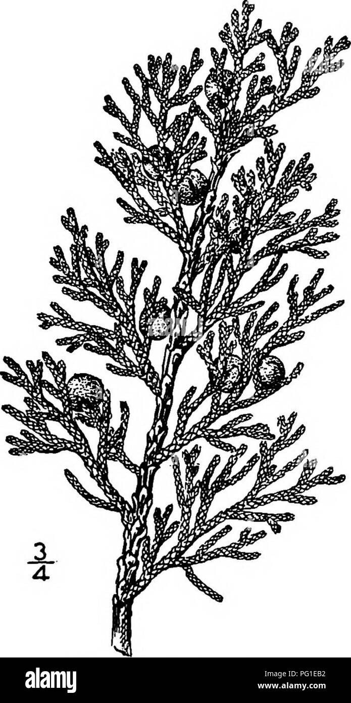 . North American trees : being descriptions and illustrations of the trees growing independently of cultivation in North America, north of Mexico and the West Indies . Trees. ii6 The Junipers 9. ROCK CEDAR — Juniperus mexicana Sprengel Cupressus sahinoides H. B. &amp; K. Juniperus sabinoides Nees, not Grisebach This tree often fonns forests and dense brakes in the limestone hills of cen- tral and western Texas and extends south- ward to central Mexico. Its maximum height is about 30 meters with a trunk diame- ter of 3 dm. or more. It is also called Juni- per cedar, Mountain cedar, Cedar, Mount Stock Photo